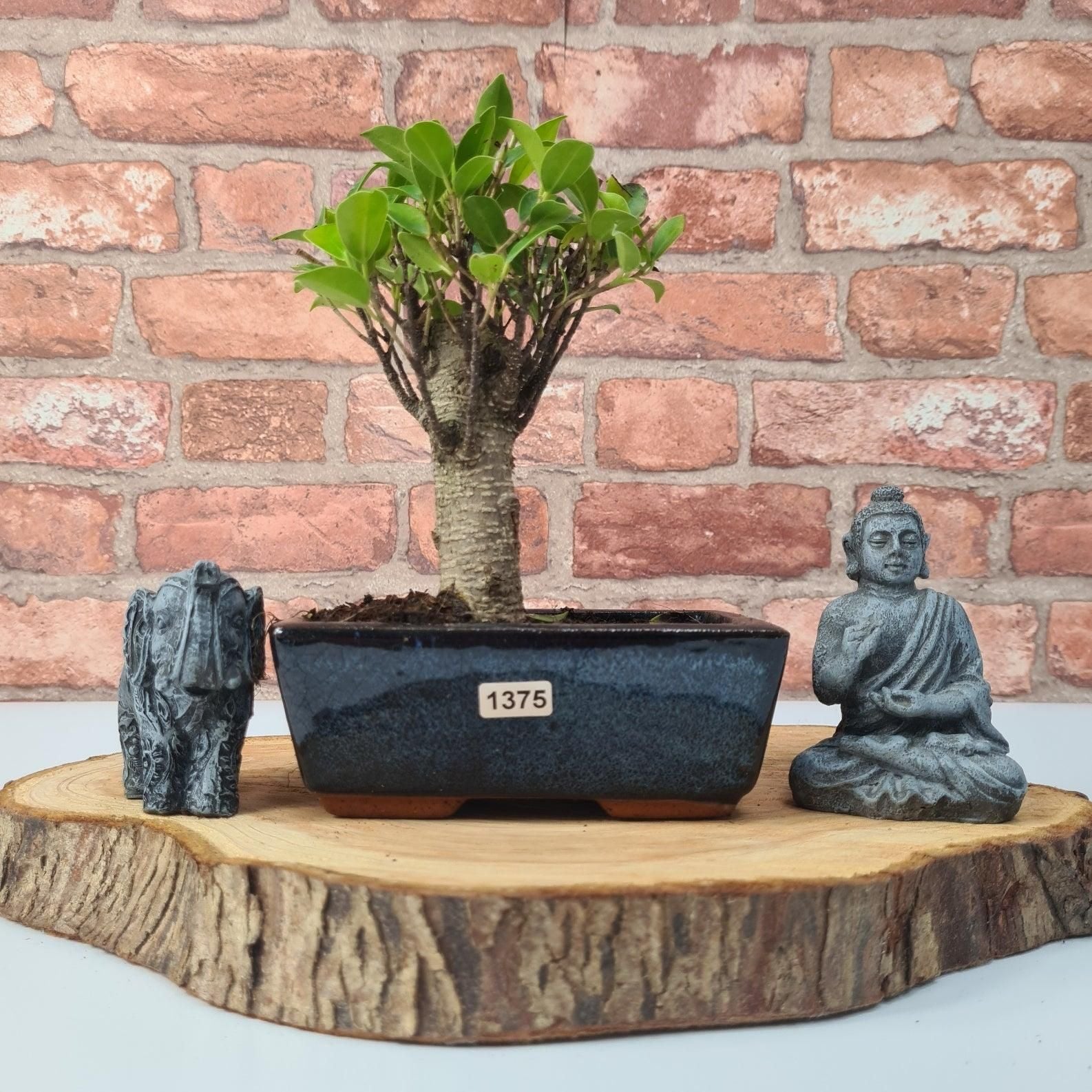 Ficus Microcarpa (Banyan Fig) Indoor Bonsai Tree | Broom | In 15cm Pot  | S251969