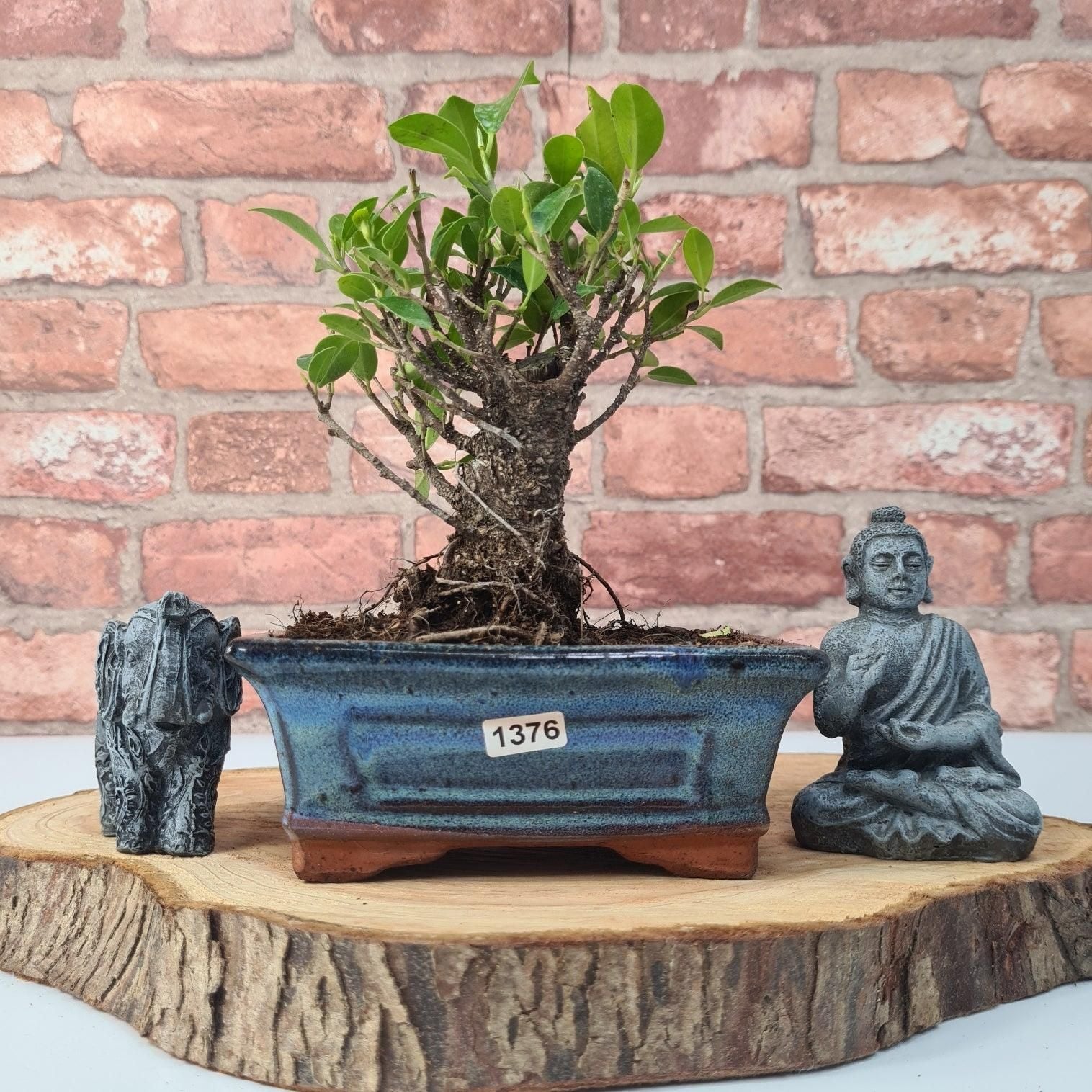 Ficus Microcarpa (Banyan Fig) Indoor Bonsai Tree | Broom | In 15cm Pot  | S251969