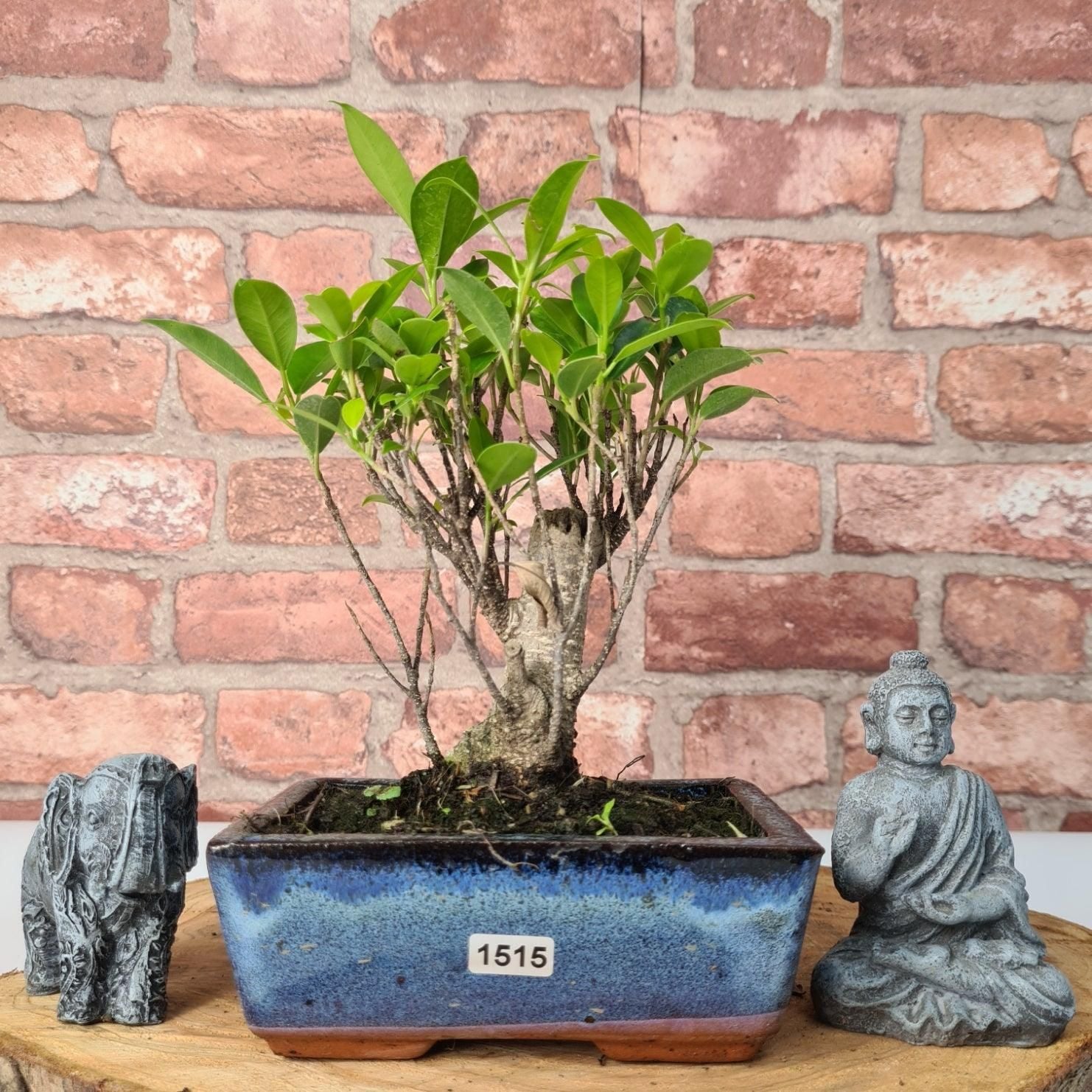 Ficus Microcarpa (Banyan Fig) Indoor Bonsai Tree | Broom | In 15cm Pot  | S251969