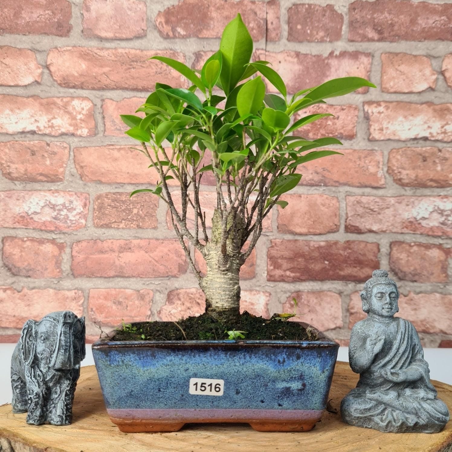 Ficus Microcarpa (Banyan Fig) Indoor Bonsai Tree | Broom | In 15cm Pot  | S251969