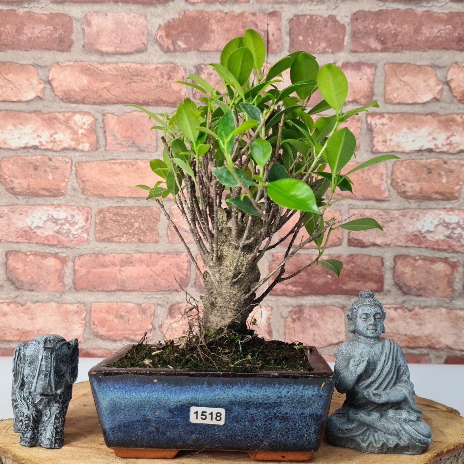 Ficus Microcarpa (Banyan Fig) Indoor Bonsai Tree | Broom | In 15cm Pot  | S251969