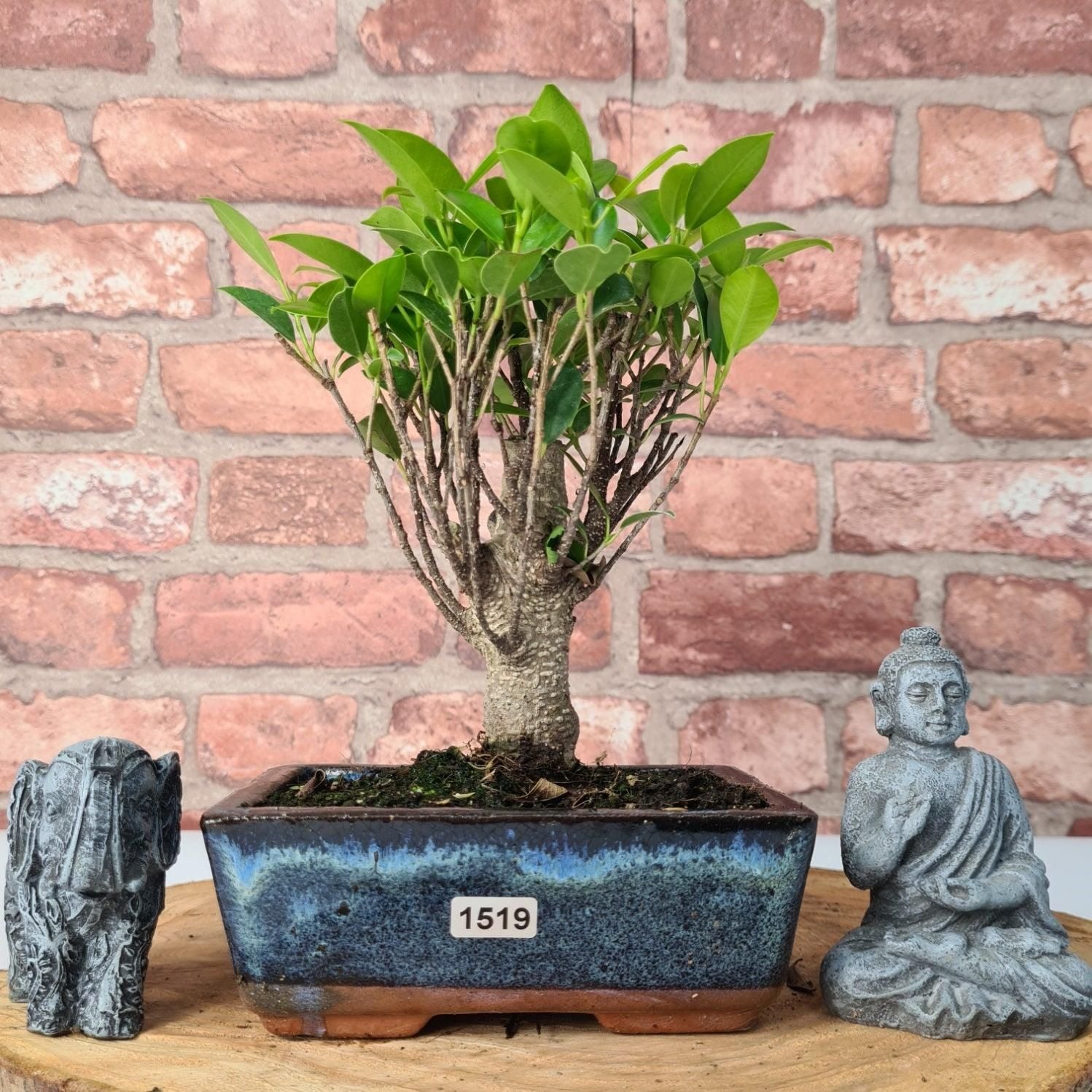 Ficus Microcarpa (Banyan Fig) Indoor Bonsai Tree | Broom | In 15cm Pot  | S251969