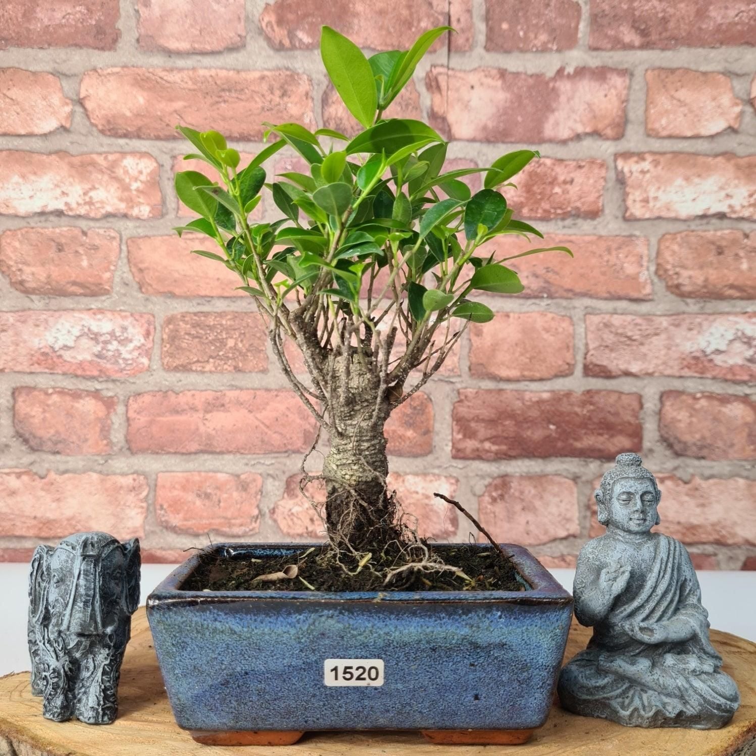Ficus Microcarpa (Banyan Fig) Indoor Bonsai Tree | Broom | In 15cm Pot  | S251969