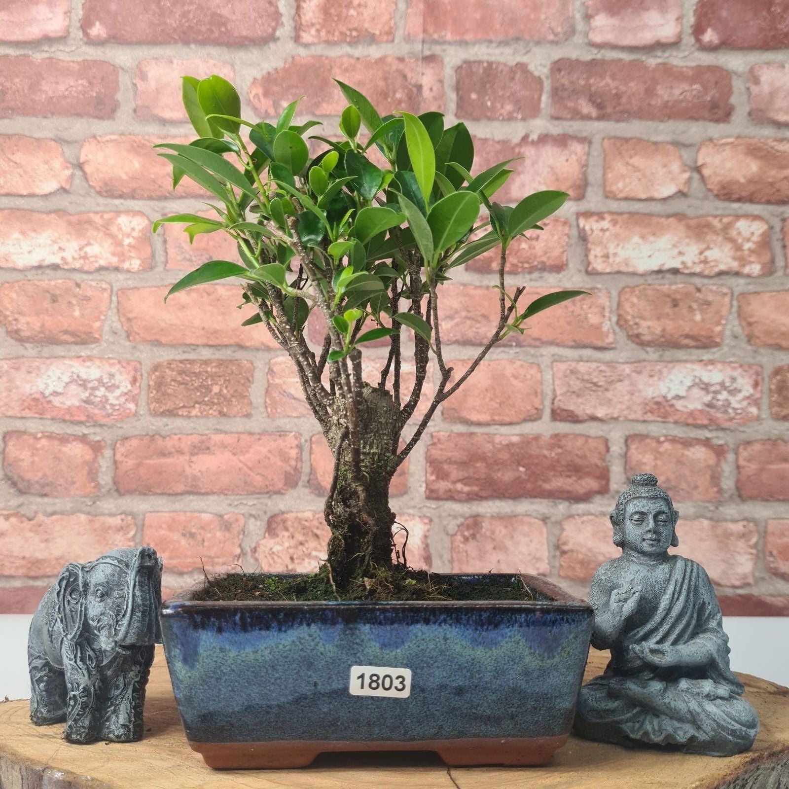 Ficus Microcarpa (Banyan Fig) Indoor Bonsai Tree | Broom | In 15cm Pot  | S251969