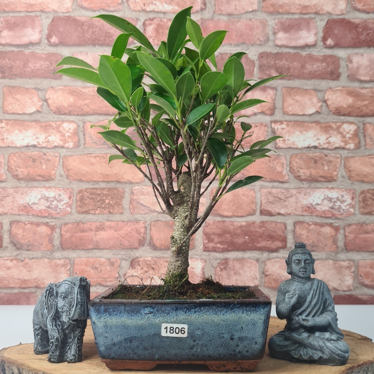 Ficus Microcarpa (Banyan Fig) Indoor Bonsai Tree | Broom | In 15cm Pot  | S251969