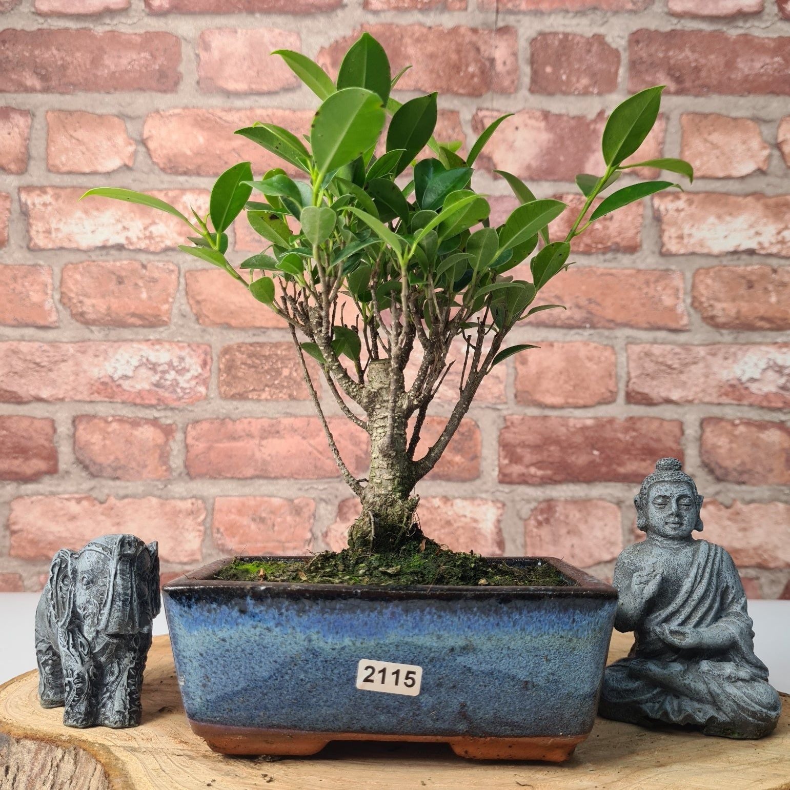 Ficus Microcarpa (Banyan Fig) Indoor Bonsai Tree | Broom | In 15cm Pot  | S251969