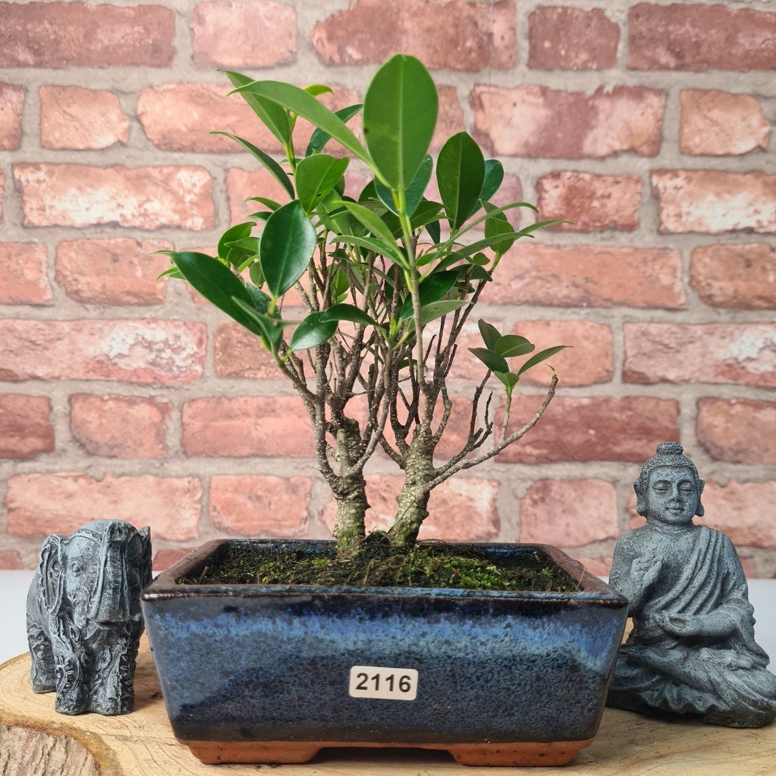 Ficus Microcarpa (Banyan Fig) Indoor Bonsai Tree | Broom | In 15cm Pot  | S251969