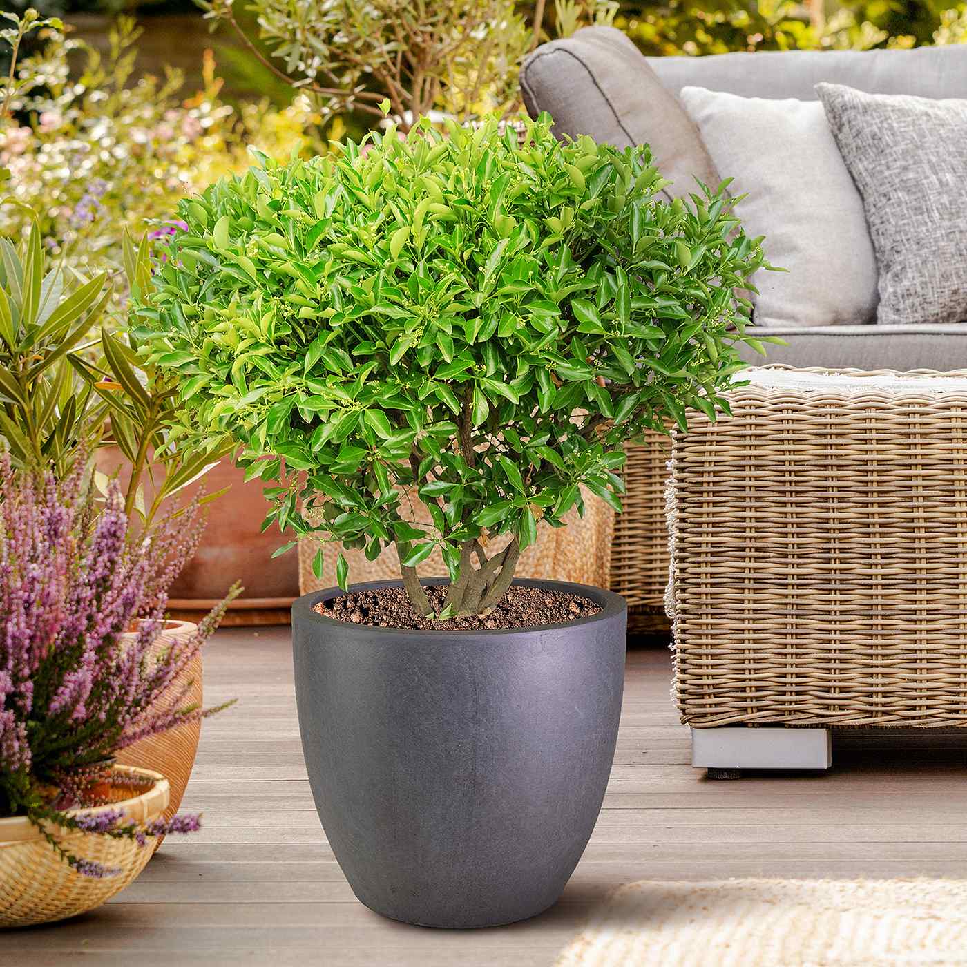 IDEALIST Lite 50cm Large Garden Planter for Trees |  | S25344 |Washed Light Concrete Egg Round Planter | Contemporary Outdoor Plant Pot D50 H50 cm, 98L