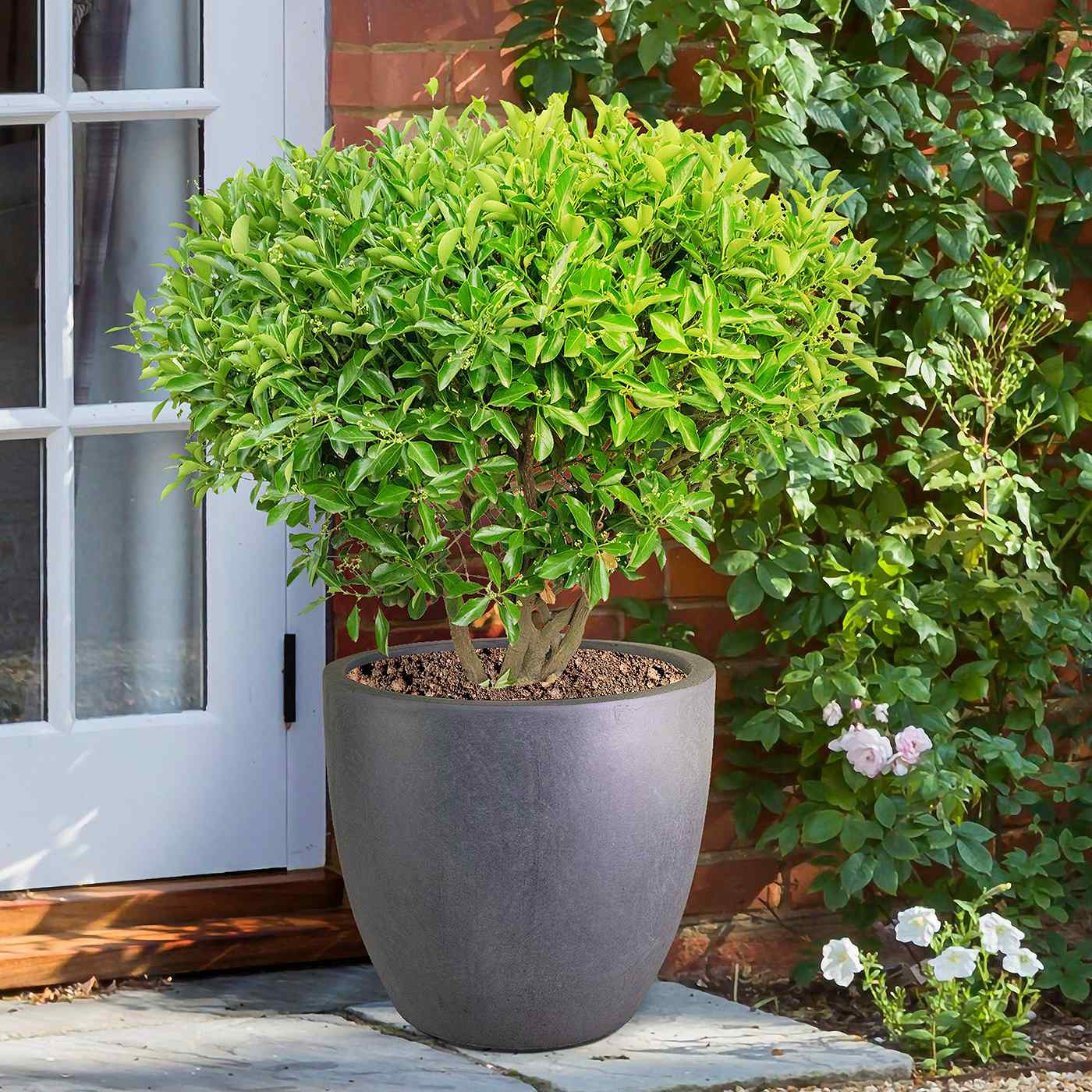 IDEALIST Lite 50cm Large Garden Planter for Trees |  | S25344 |Washed Light Concrete Egg Round Planter | Contemporary Outdoor Plant Pot D50 H50 cm, 98L