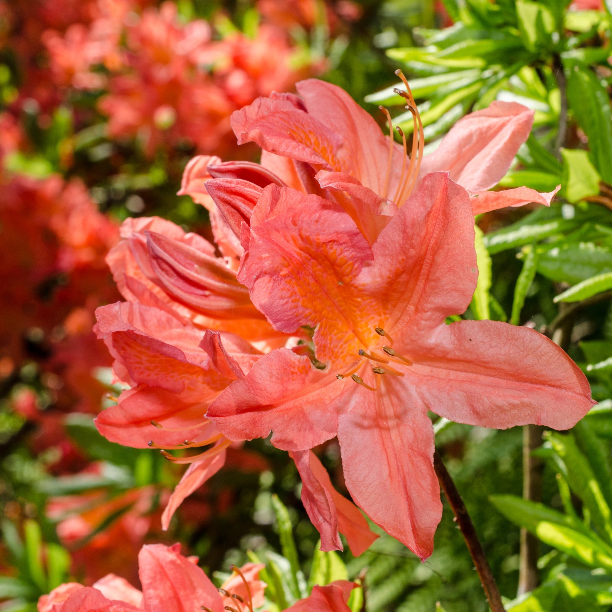 Azalea knaphill 'Hotspur Red' 2L / 5L  | S251598