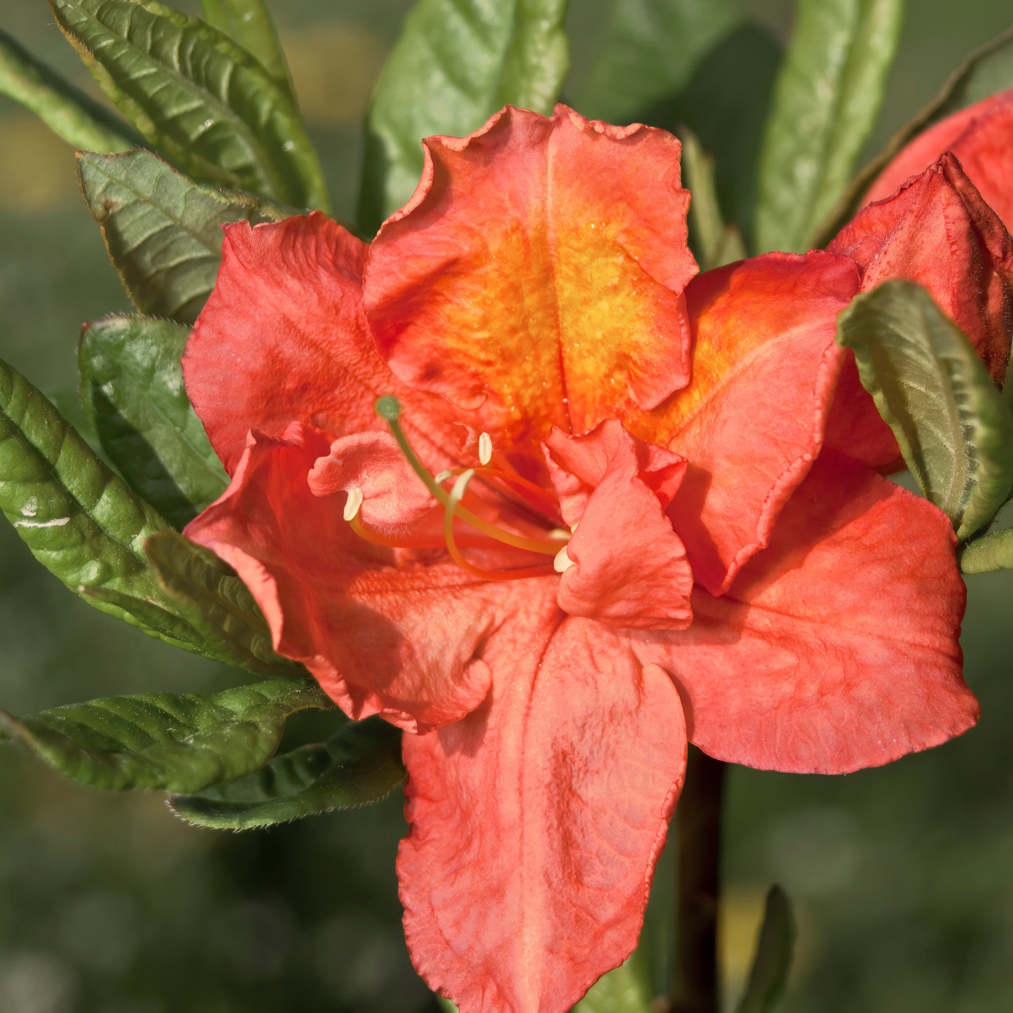 Azalea knaphill 'Hotspur Red' 2L / 5L  | S251598