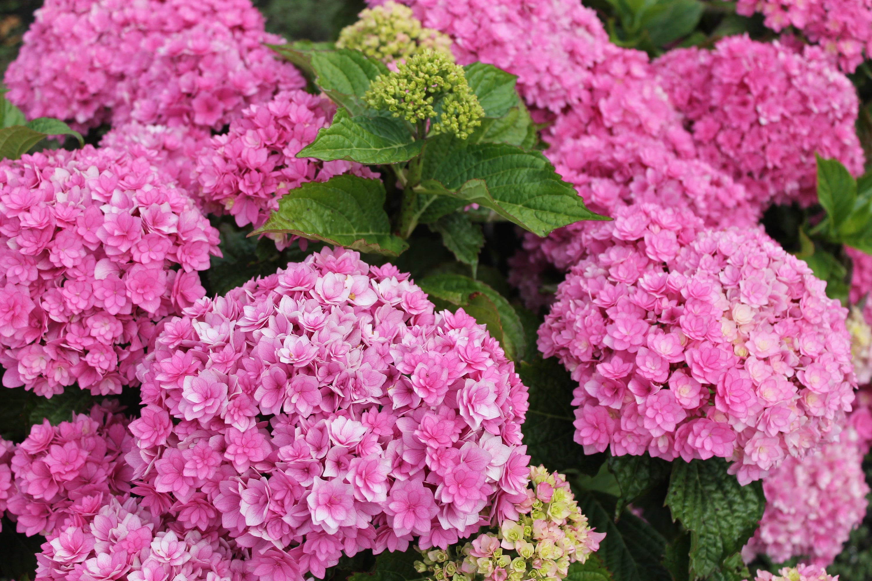 Hydrangea 'Together' 9cm  | S25365 |