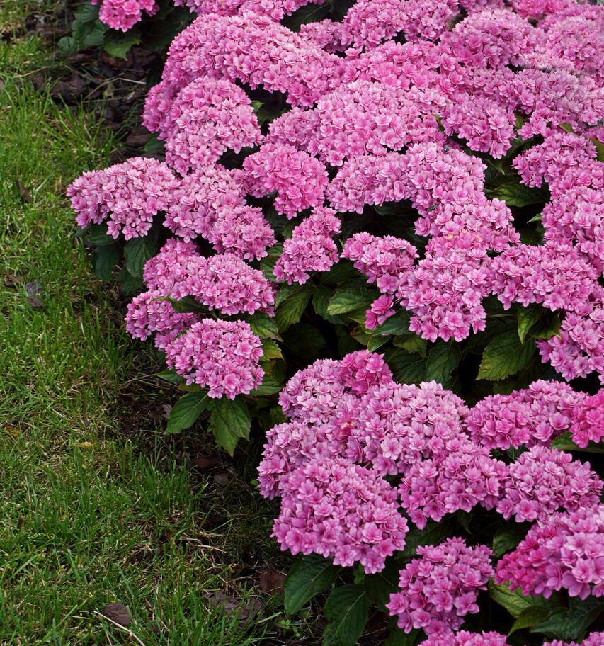 Hydrangea 'Together' 9cm  | S25365 |