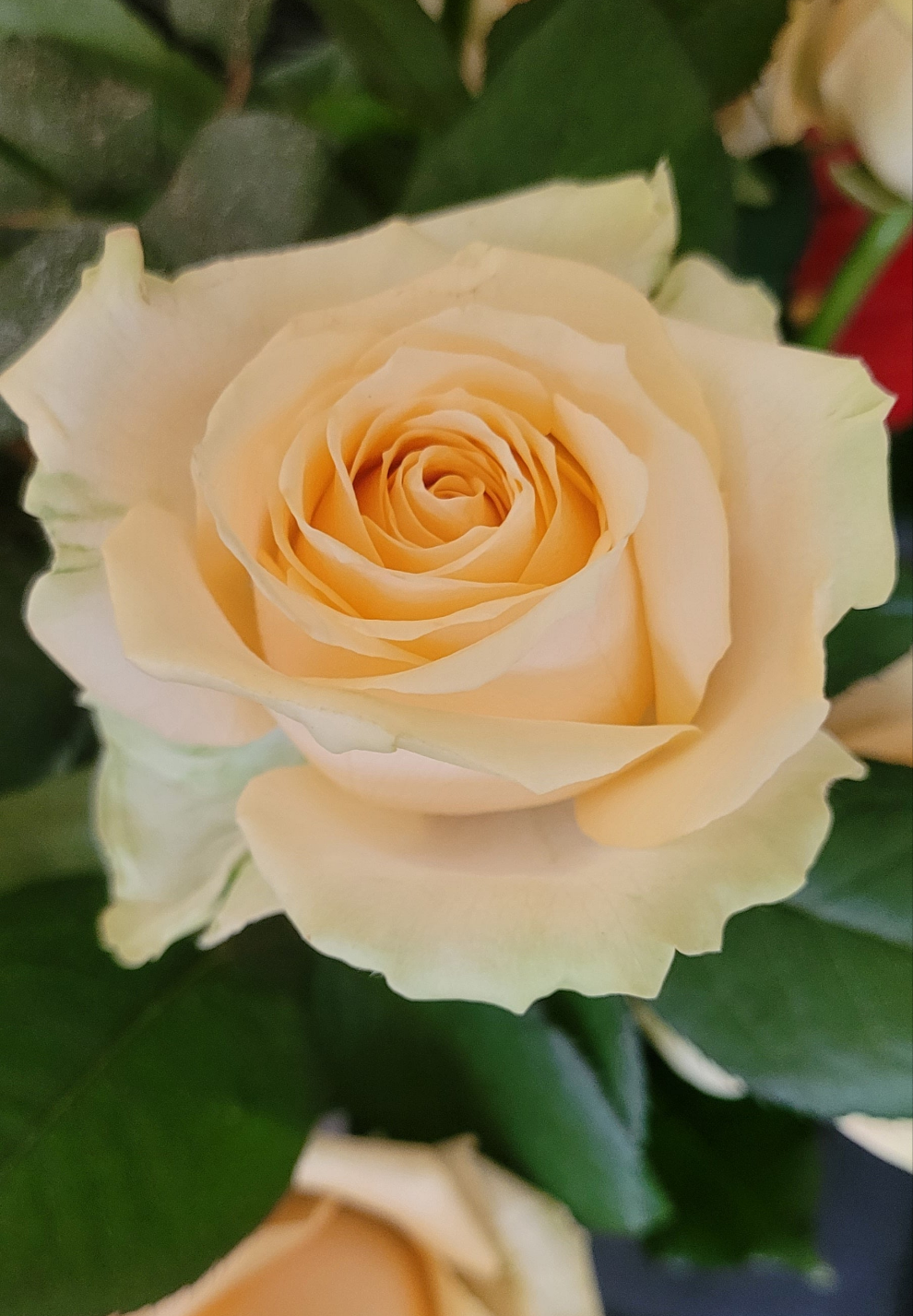Avalanche Peach Roses  | S25334
