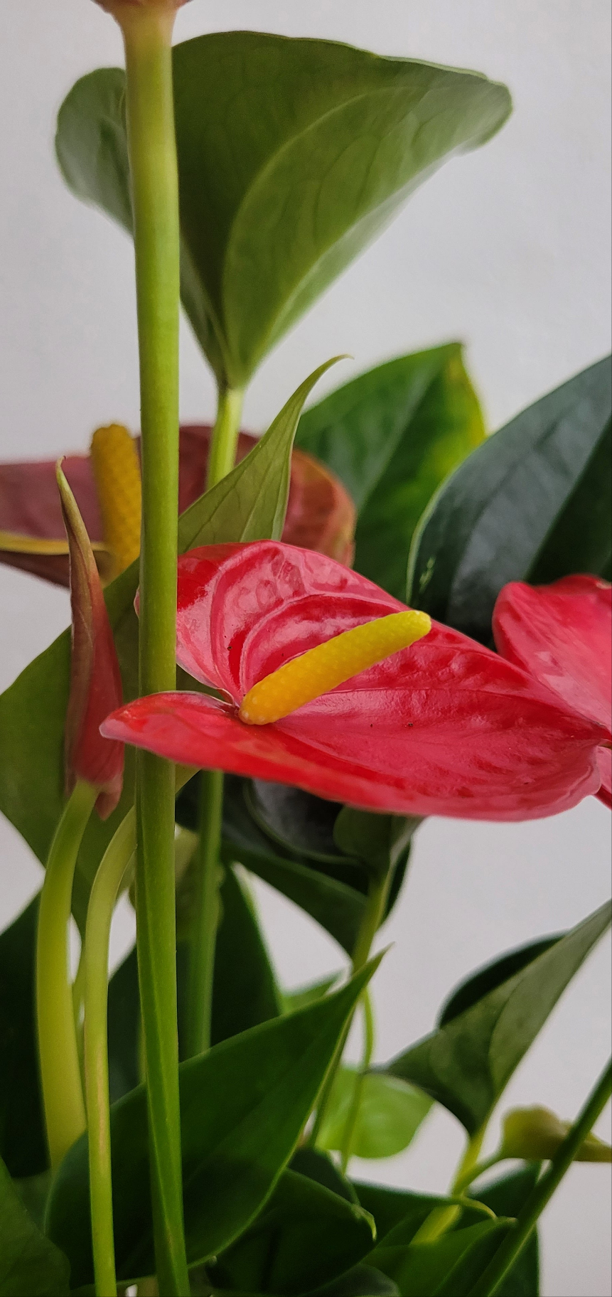 Anthurium 12cm  | S25338