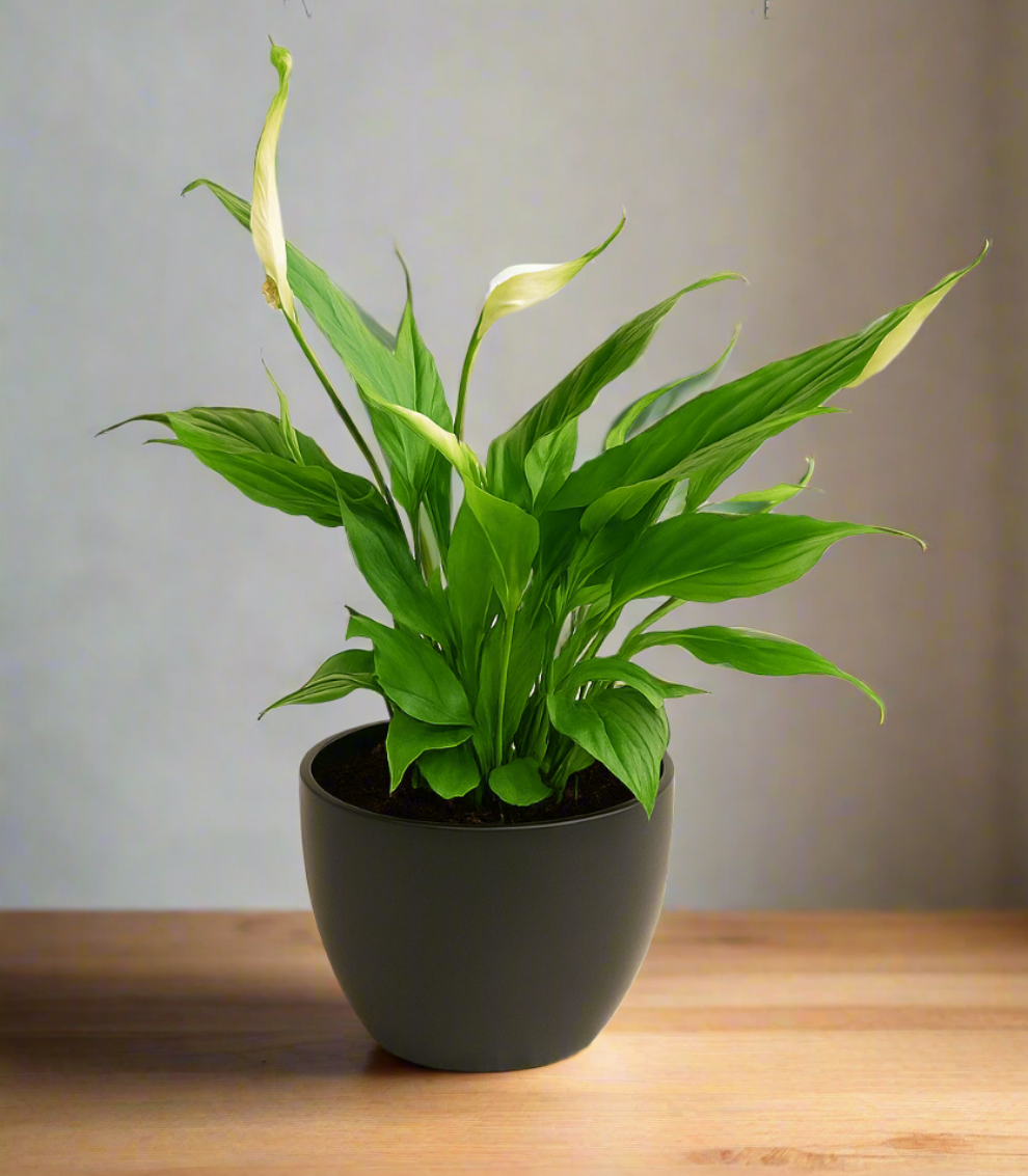 Peace Lily Peace Lily (Spathiphyllum wallisii). 🌿  | S25337
