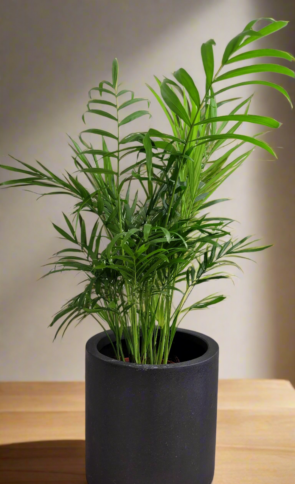 Chamaedorea elegan  | S25336