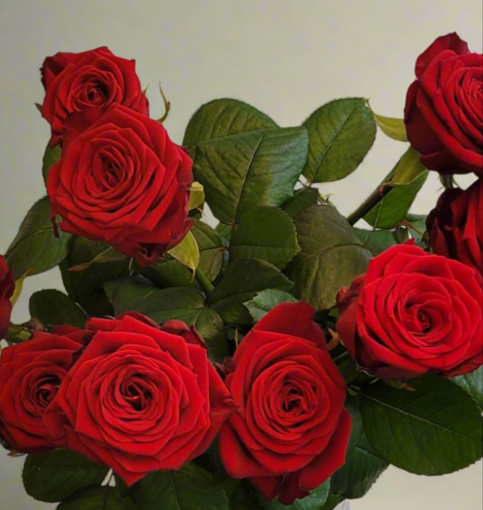 Red Naomi  | S25341