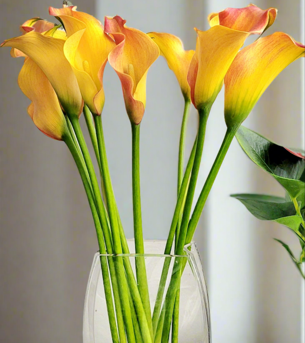 Zantedeschia Callista (Calla Lily)  | S25342