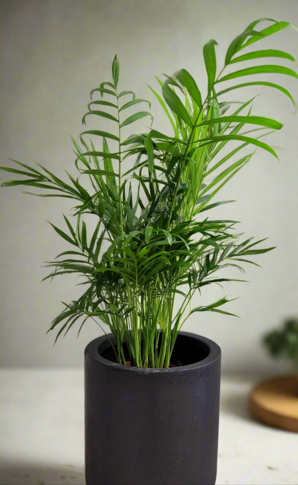 Chamaedorea elegan  | S25336