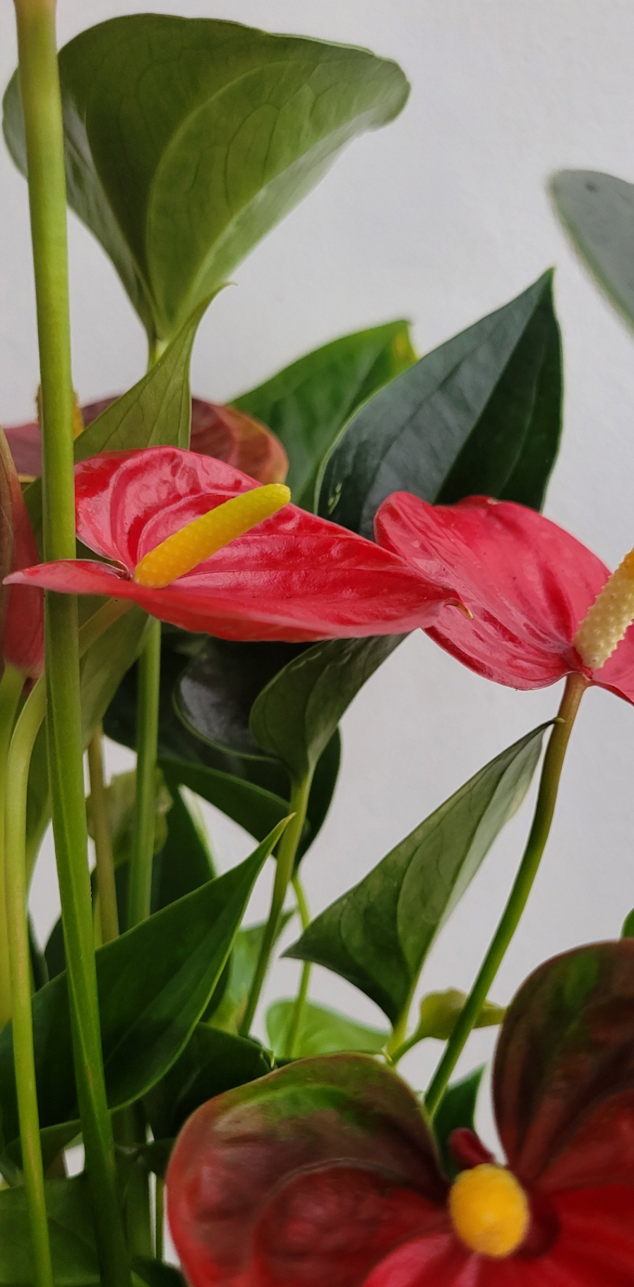 Anthurium 12cm  | S25338