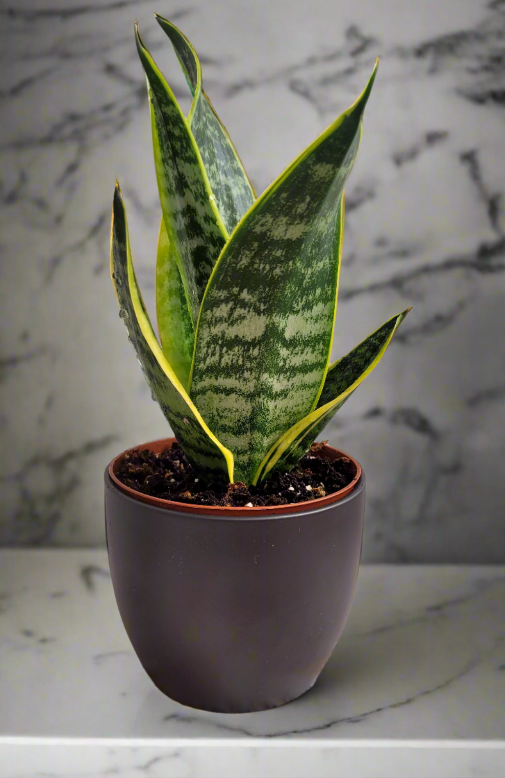Mother-in-Law’s Tongue  | S25335