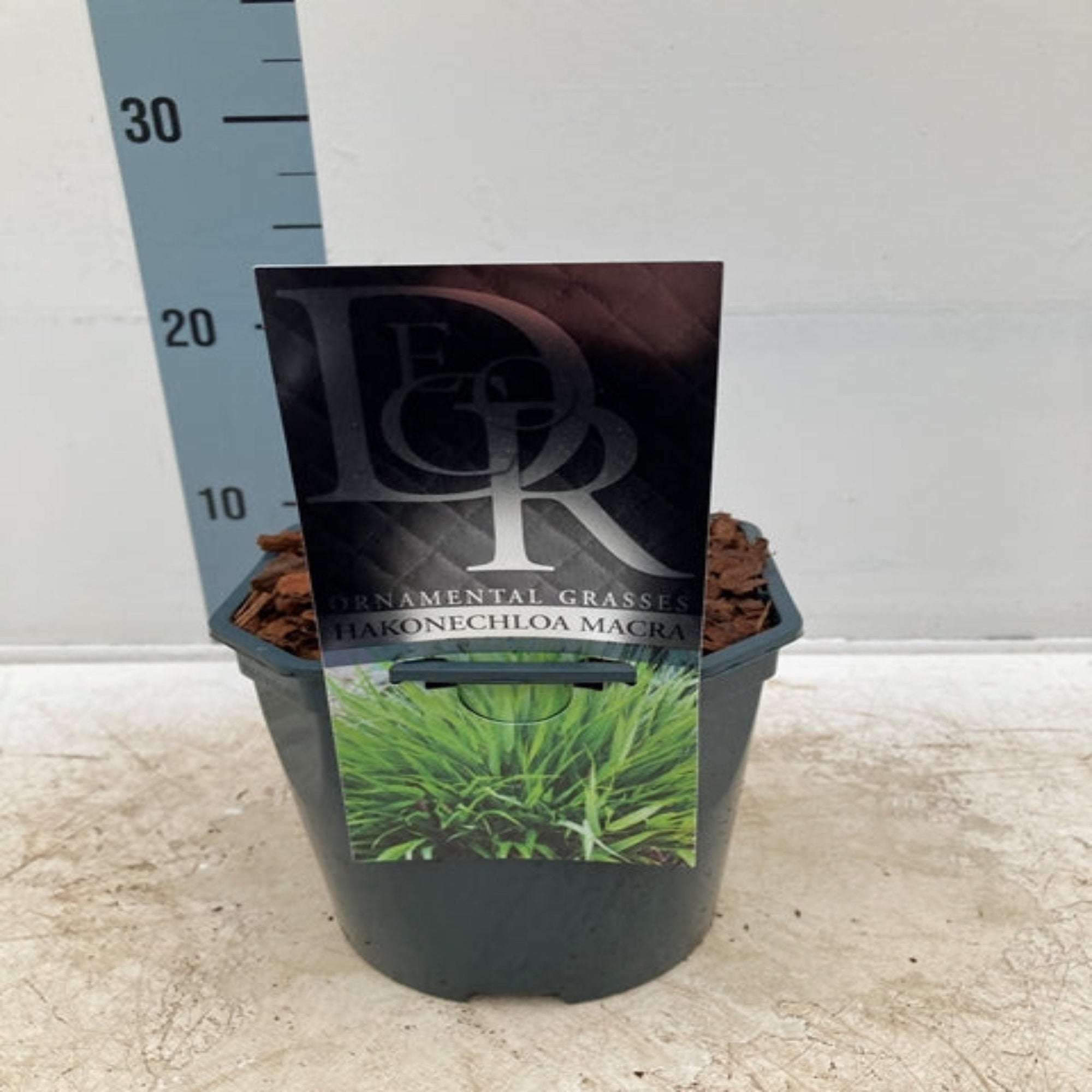 Hakonechloa macra Grass 9cm / 2L  | S251771