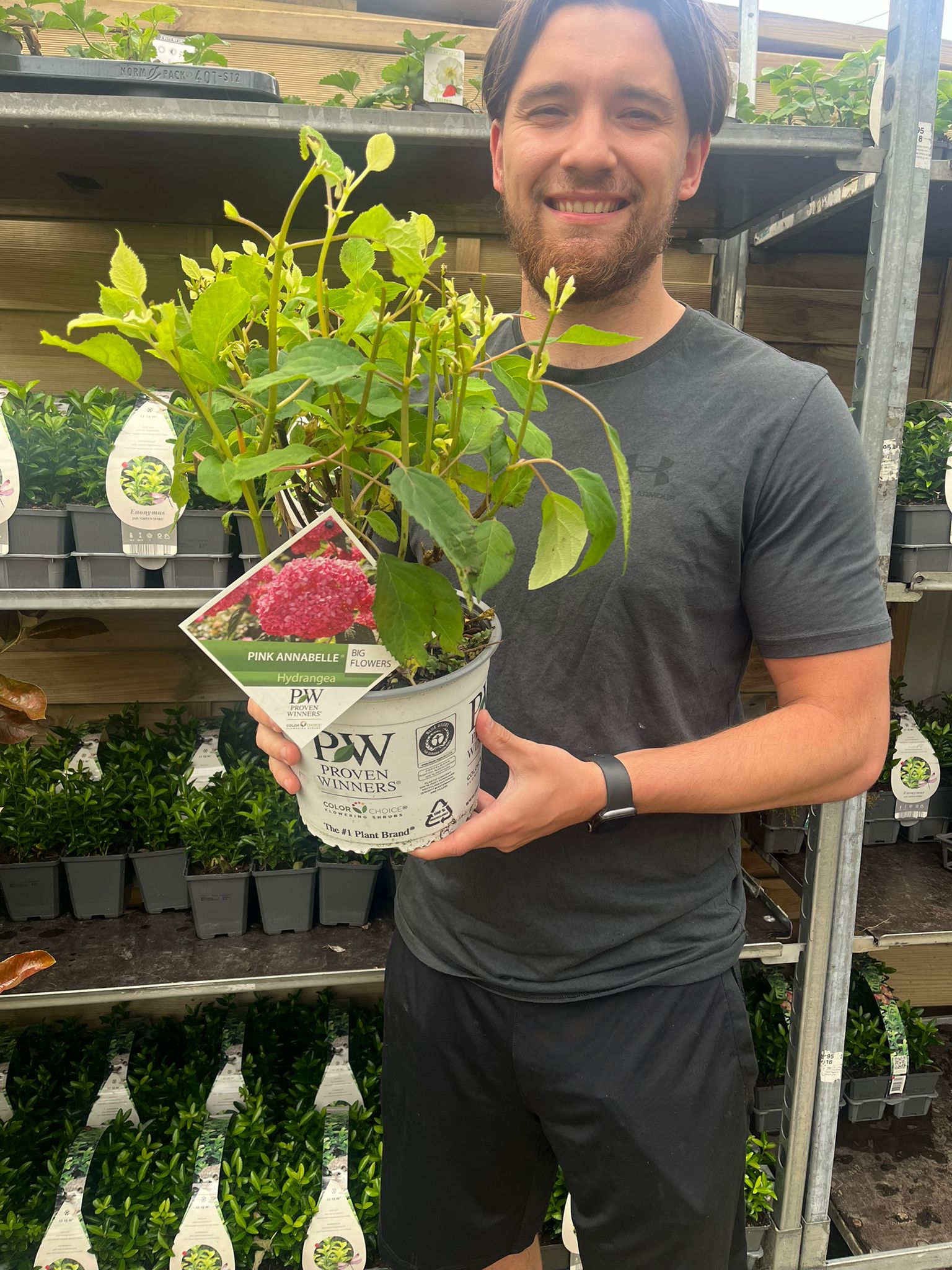 Hydrangea arborescens 'Strong Annabelle Pink' 3L  | S251773