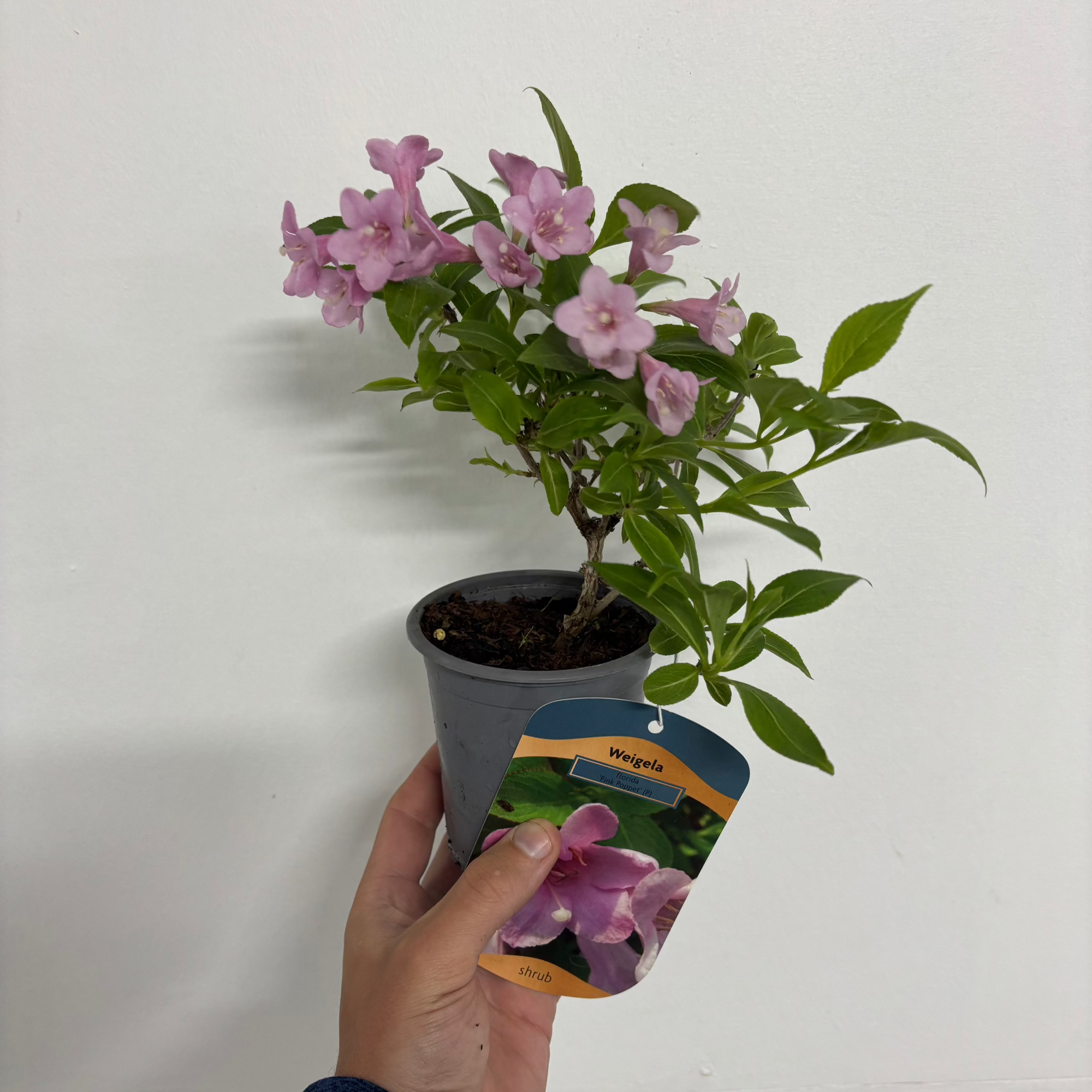 3 x Mixed Weigela 9cm | S251806