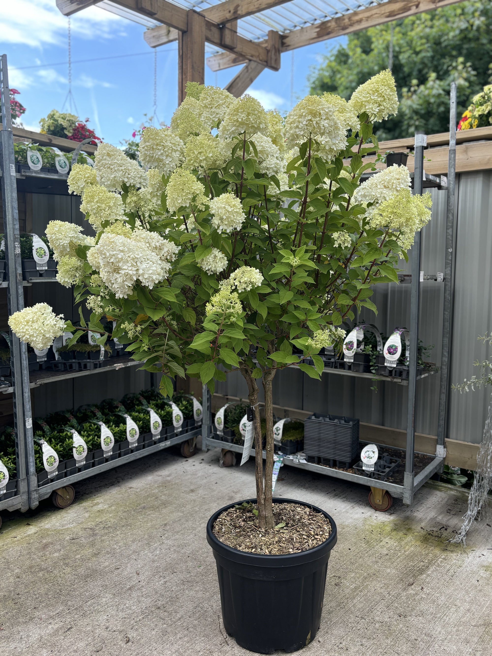 Hydrangea Limelight Tree in Terracotta Pot (150-180cm including the pot)  | S251887