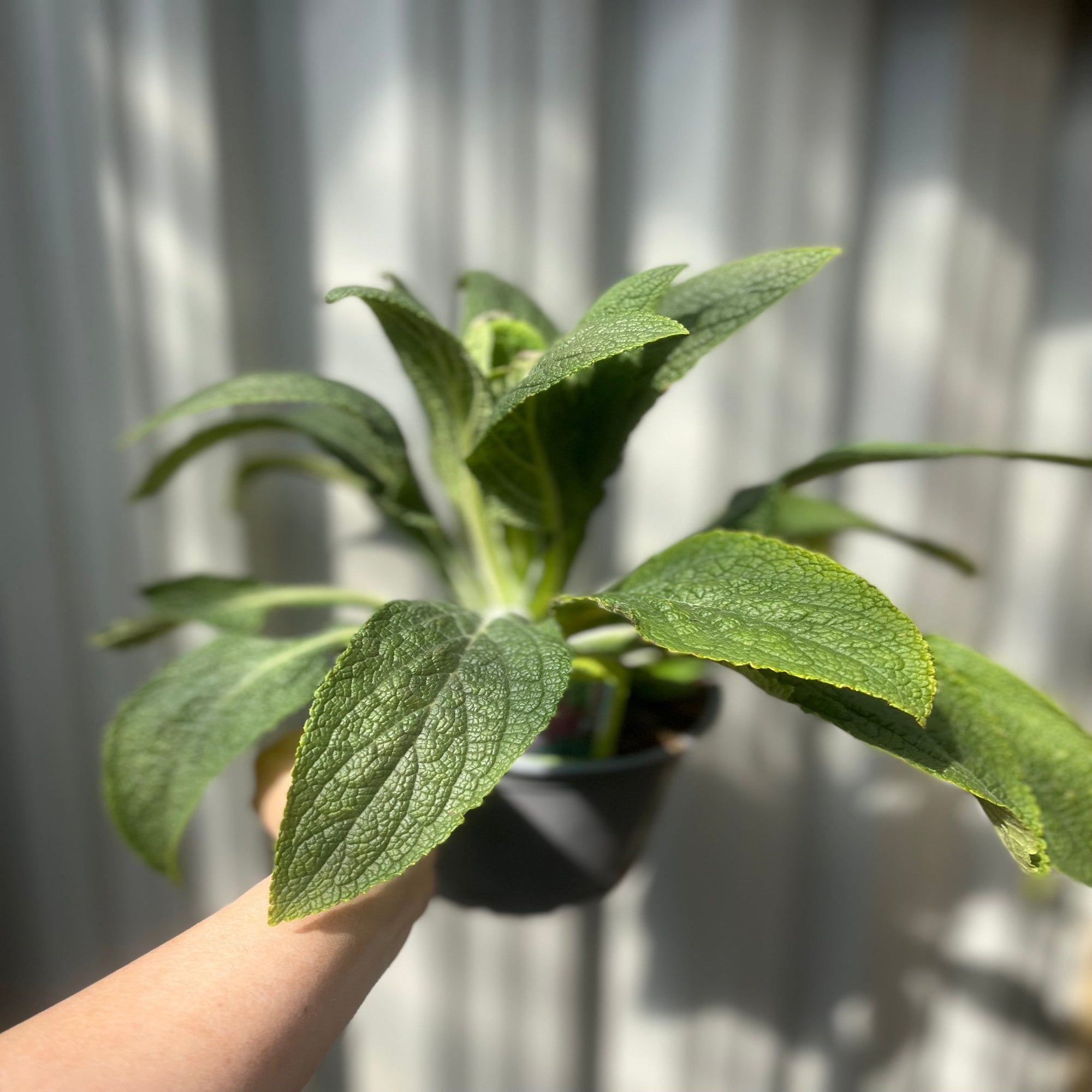 Digitalis 'Pink Panther' Foxglove (Two Sizes Available)  | S251616