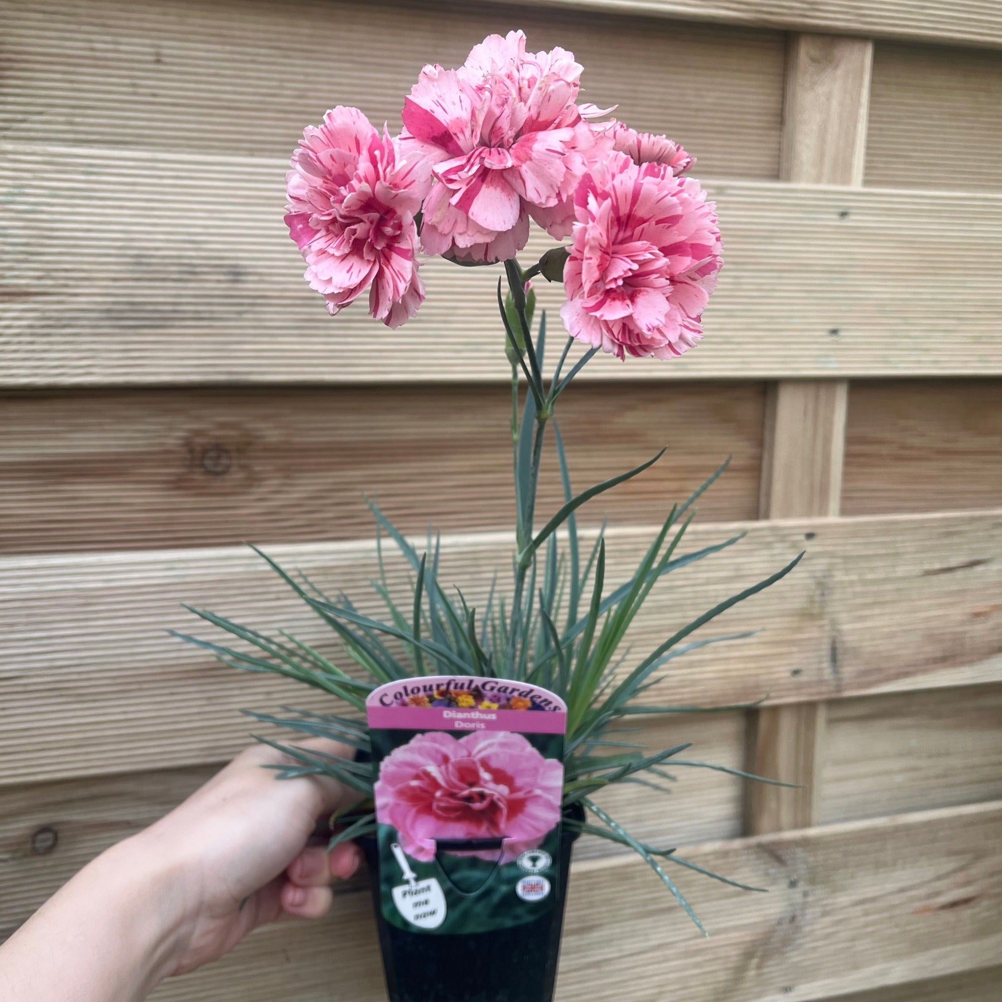 Dianthus 'Doris' 9cm | S251813