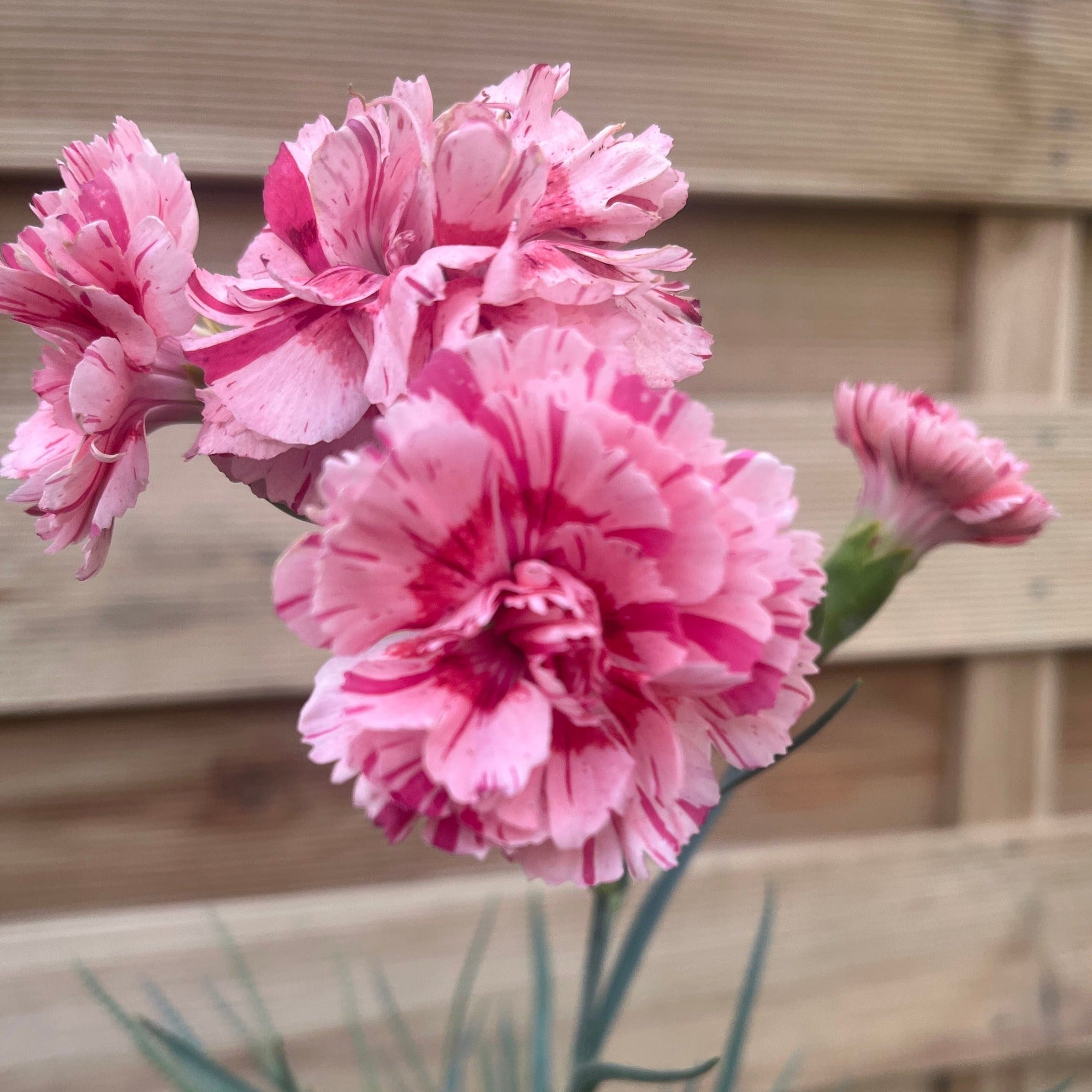 Dianthus 'Doris' 9cm | S251813