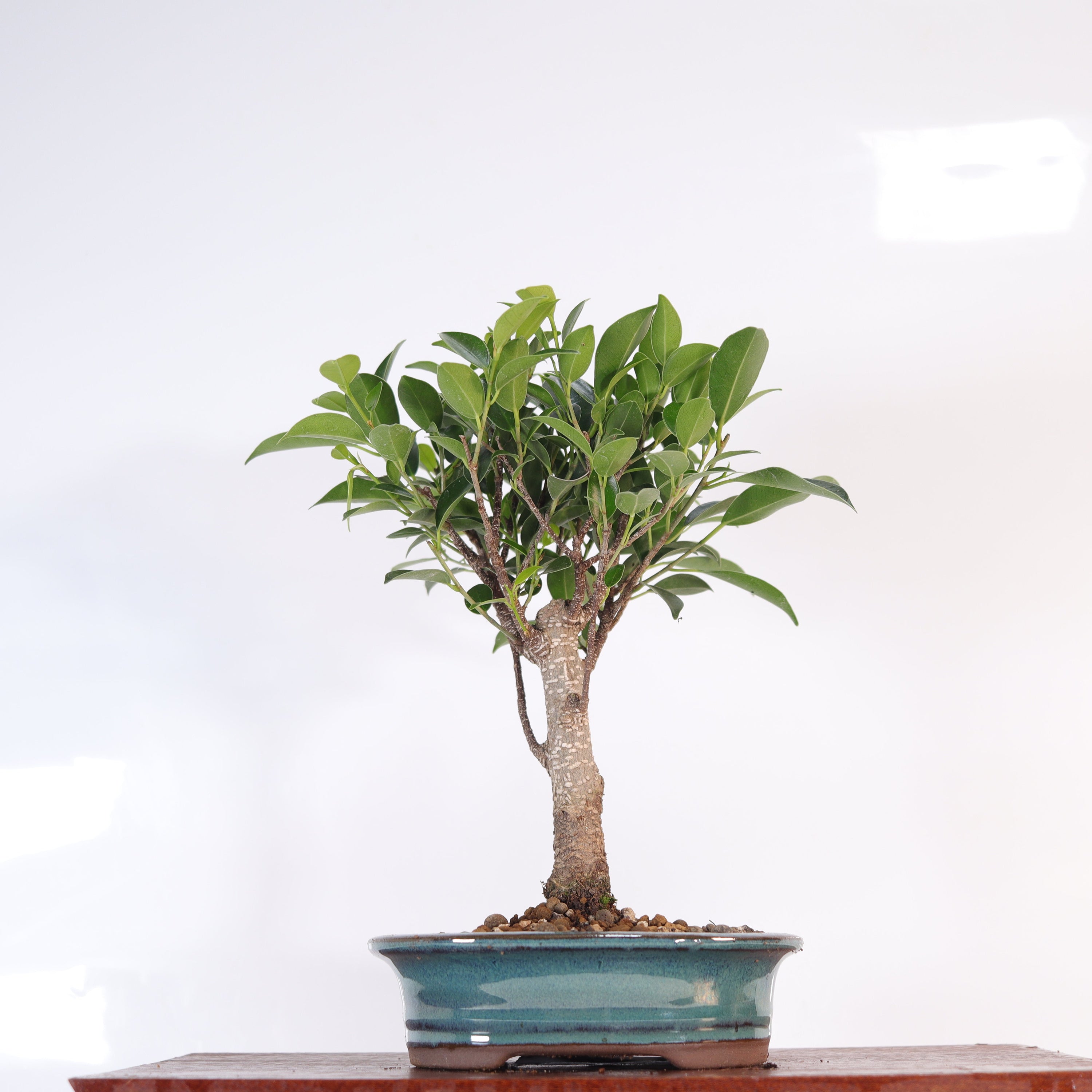 Ficus Microcarpa (Banyan Fig) Indoor Bonsai Tree | Broom | In 16cm Pot | Excellent Gift  | S251960