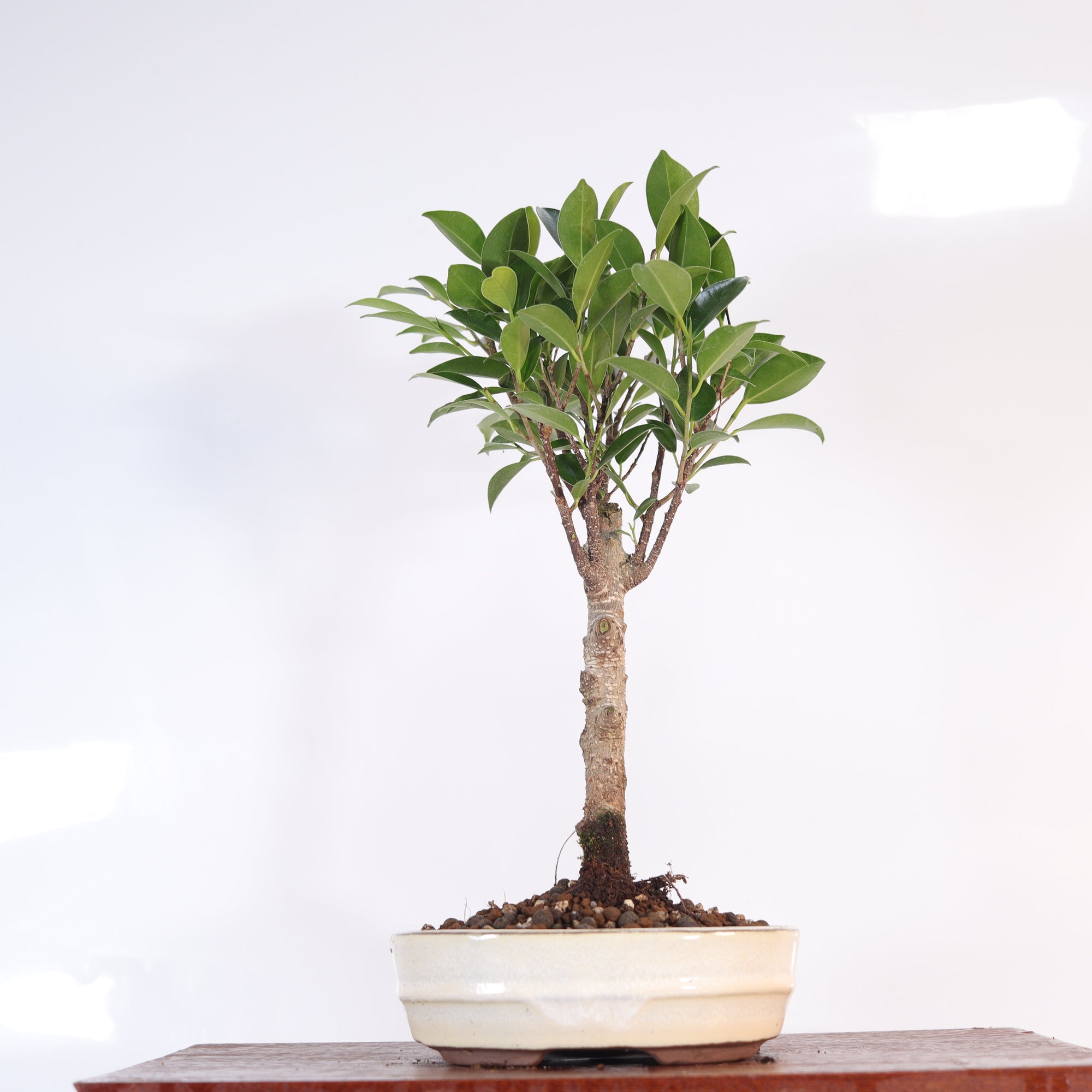 Ficus Microcarpa (Banyan Fig) Indoor Bonsai Tree | Broom | In 16cm Pot | Excellent Gift  | S251960