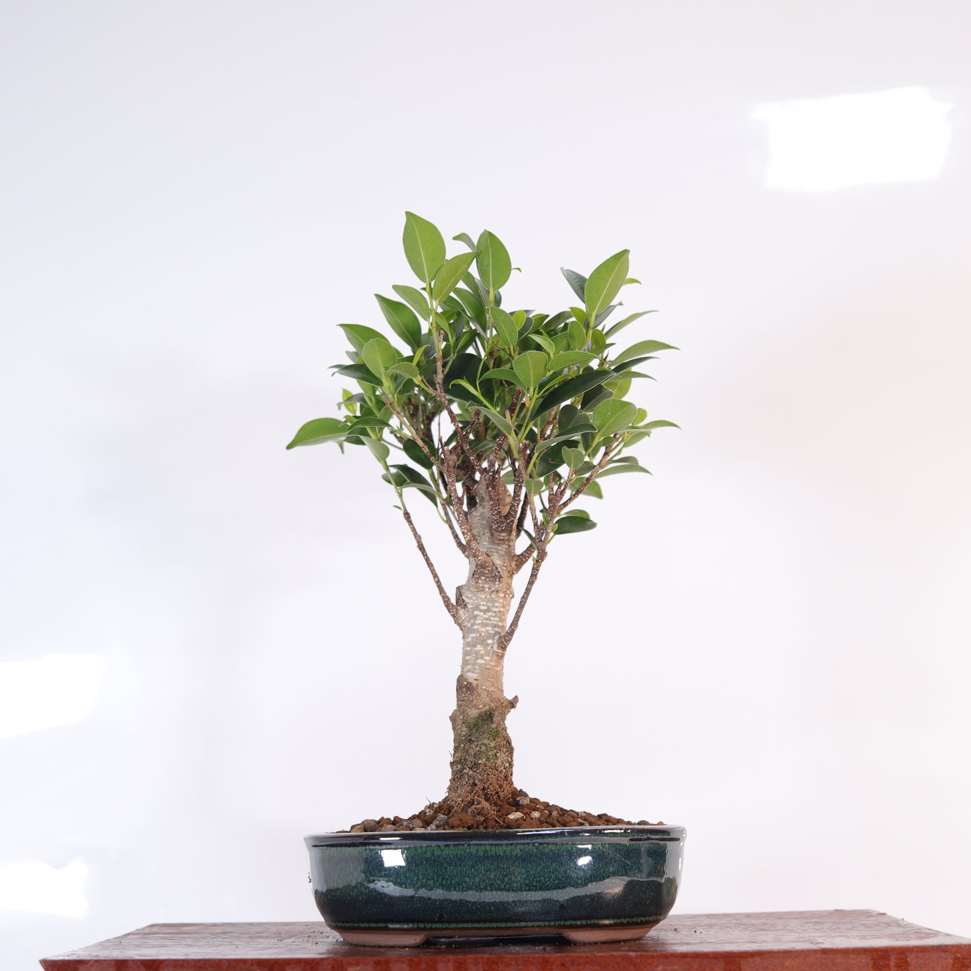 Ficus Microcarpa (Banyan Fig) Indoor Bonsai Tree | Broom | In 16cm Pot | Excellent Gift  | S251960
