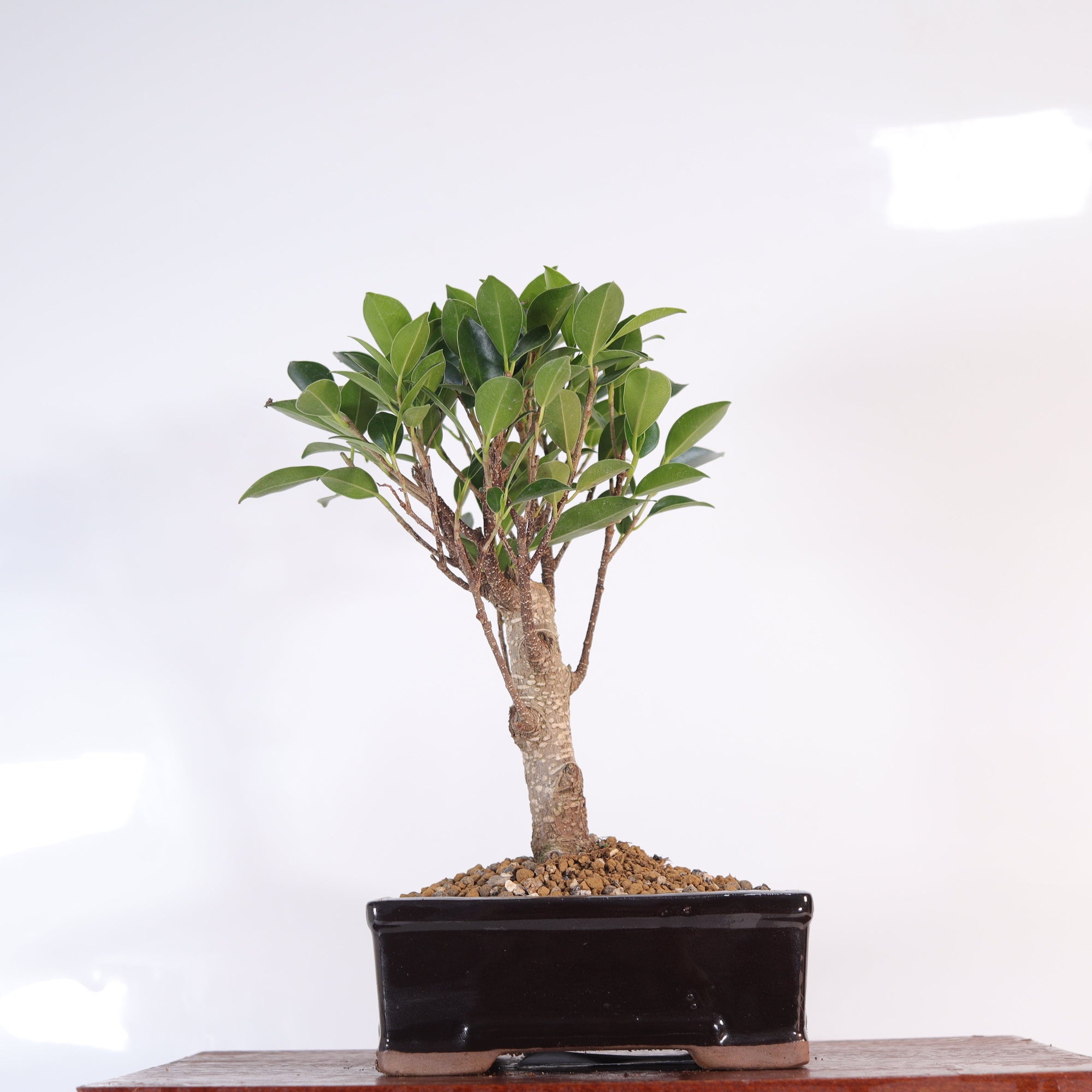 Ficus Microcarpa (Banyan Fig) Indoor Bonsai Tree | Broom | In 16cm Pot | Excellent Gift  | S251960