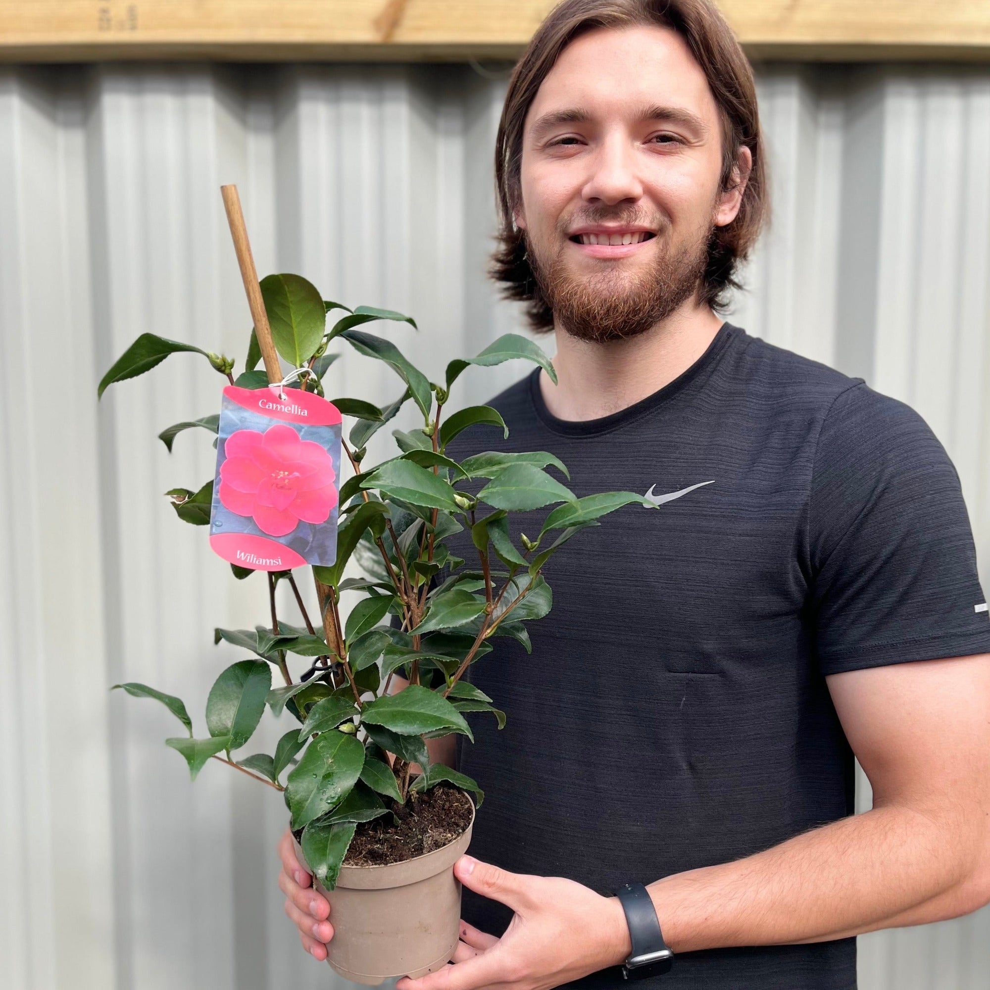 Camellia x Wiliamsi (Hybrid Camellia) 50-60cm | S251591