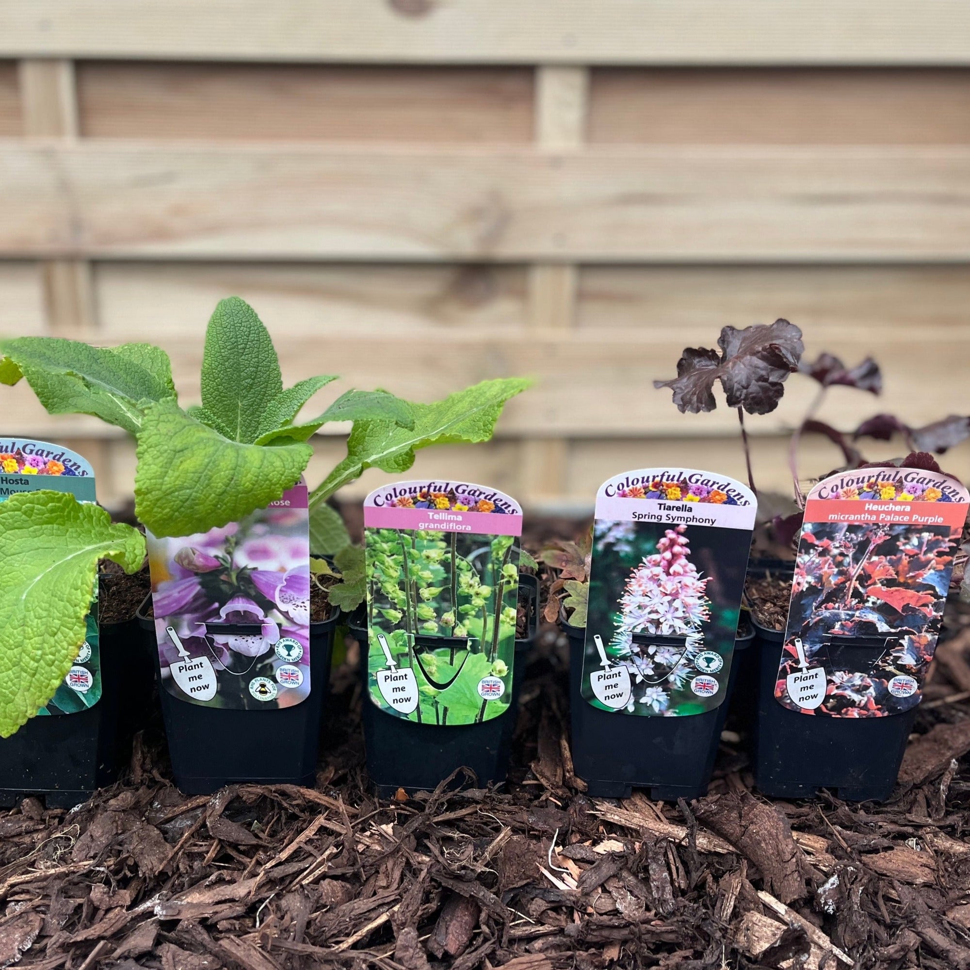 Our Hand Picked Selection of Shade Tolerant Plants  | S251611