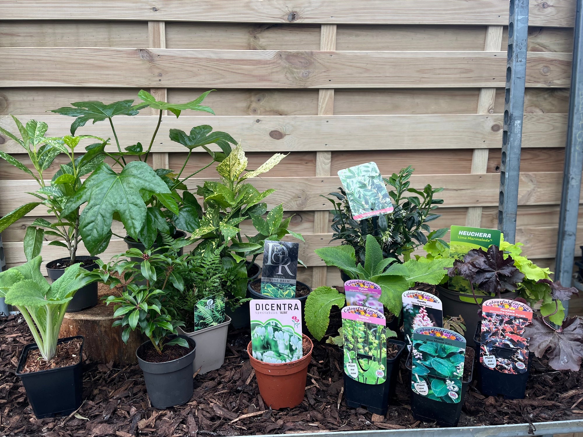 Our Hand Picked Selection of Shade Tolerant Plants  | S251611