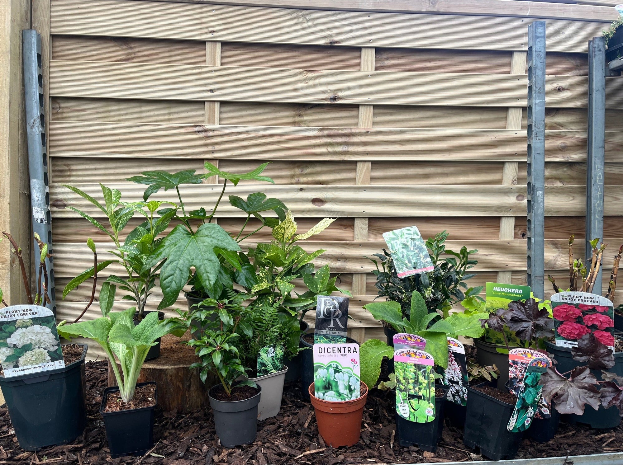 Our Hand Picked Selection of Shade Tolerant Plants  | S251611