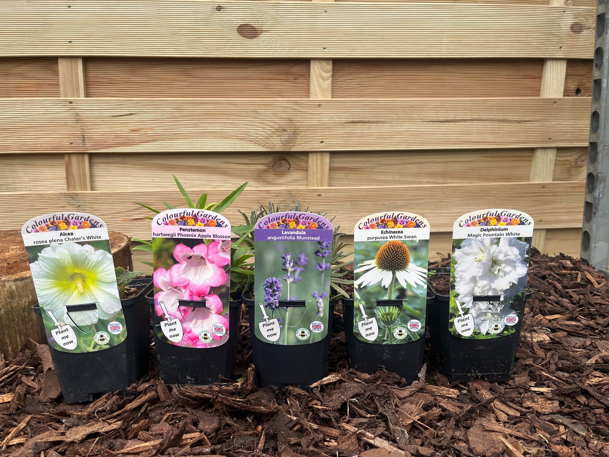 Our Hand Picked Selection of Plants For a Sunny Location  | S251612