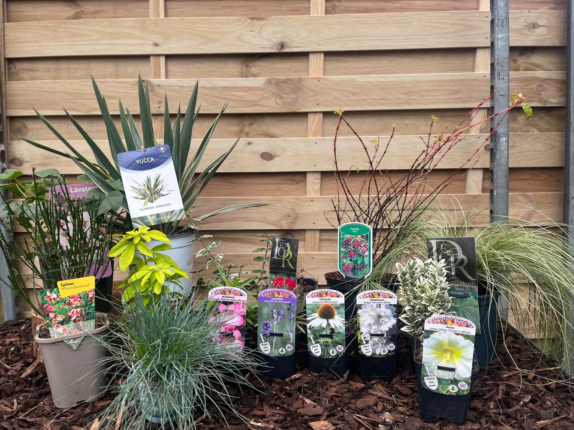 Our Hand Picked Selection of Plants For a Sunny Location  | S251612