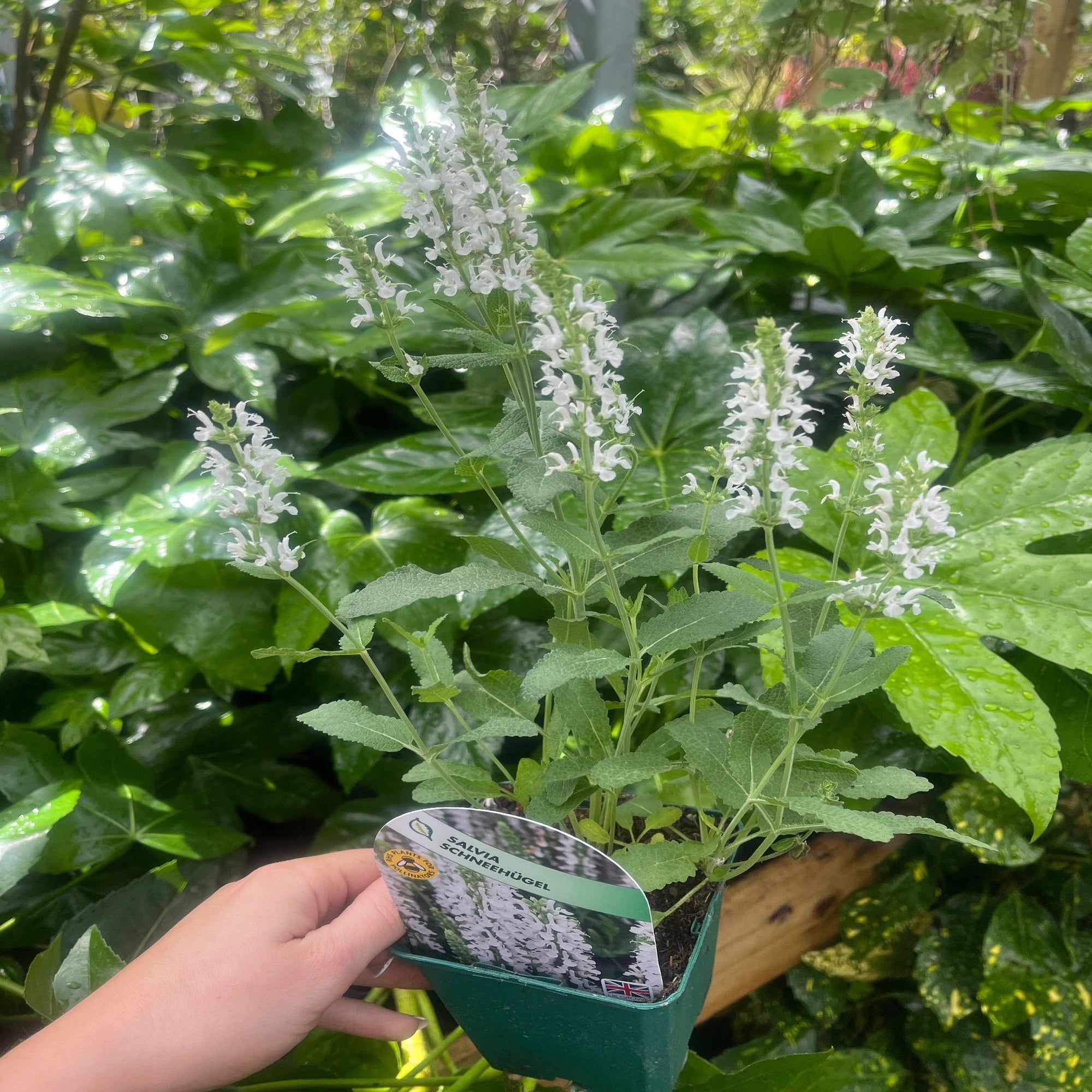 Salvia Schneehügel (9cm Pot)  | S251790