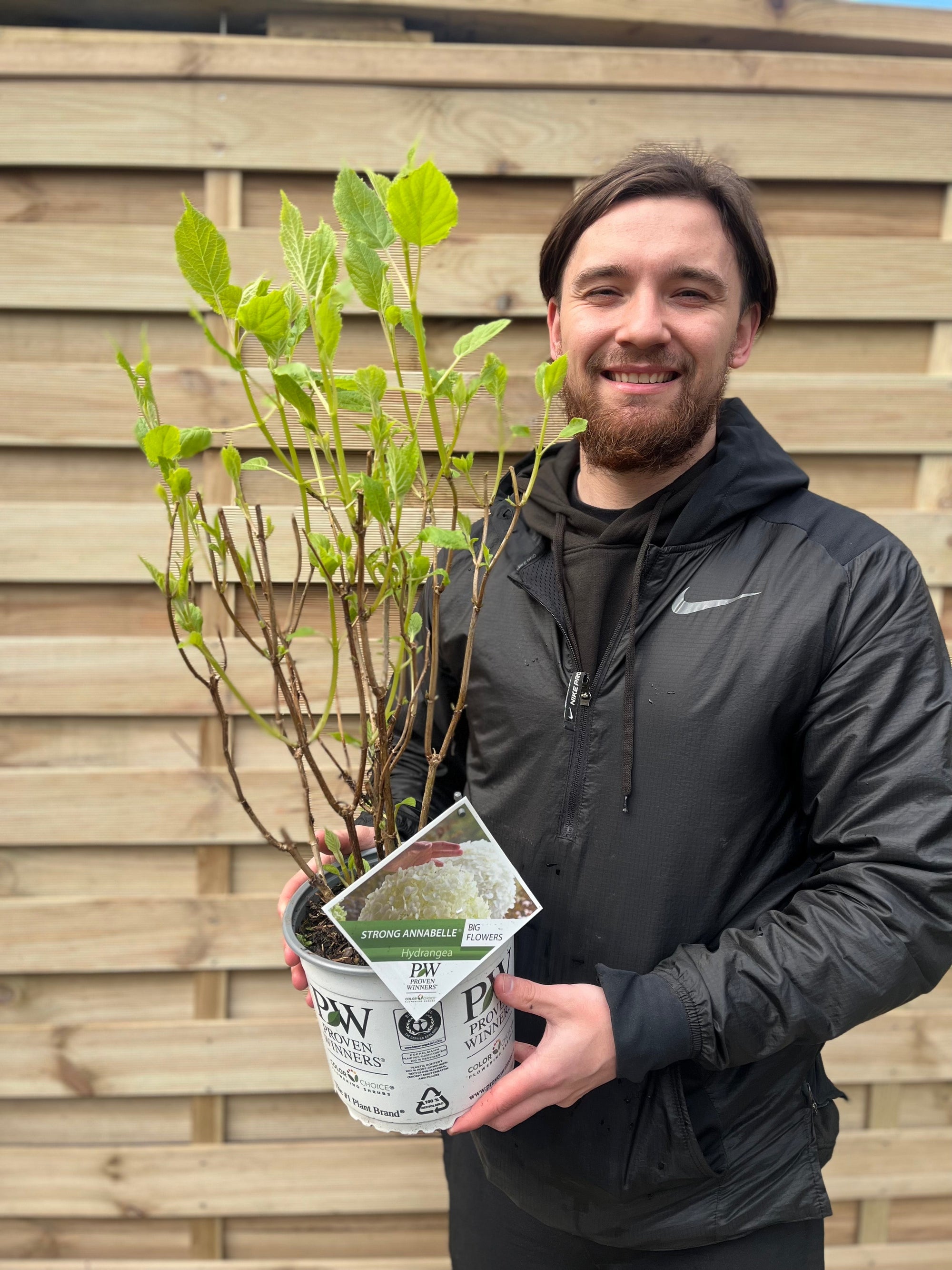 Hydrangea arborescens 'Incrediball' / 'Strong Annabelle' 3L / 5L / 7.5L / 10L / 20L  | S251756