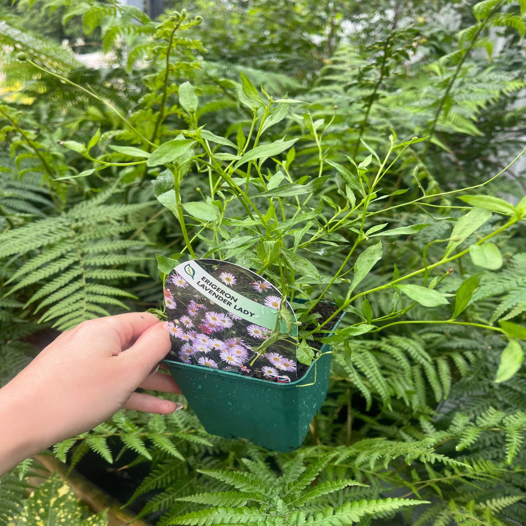 Erigeron karvinskianus Lavender Lady (9cm Pot)  | S251766