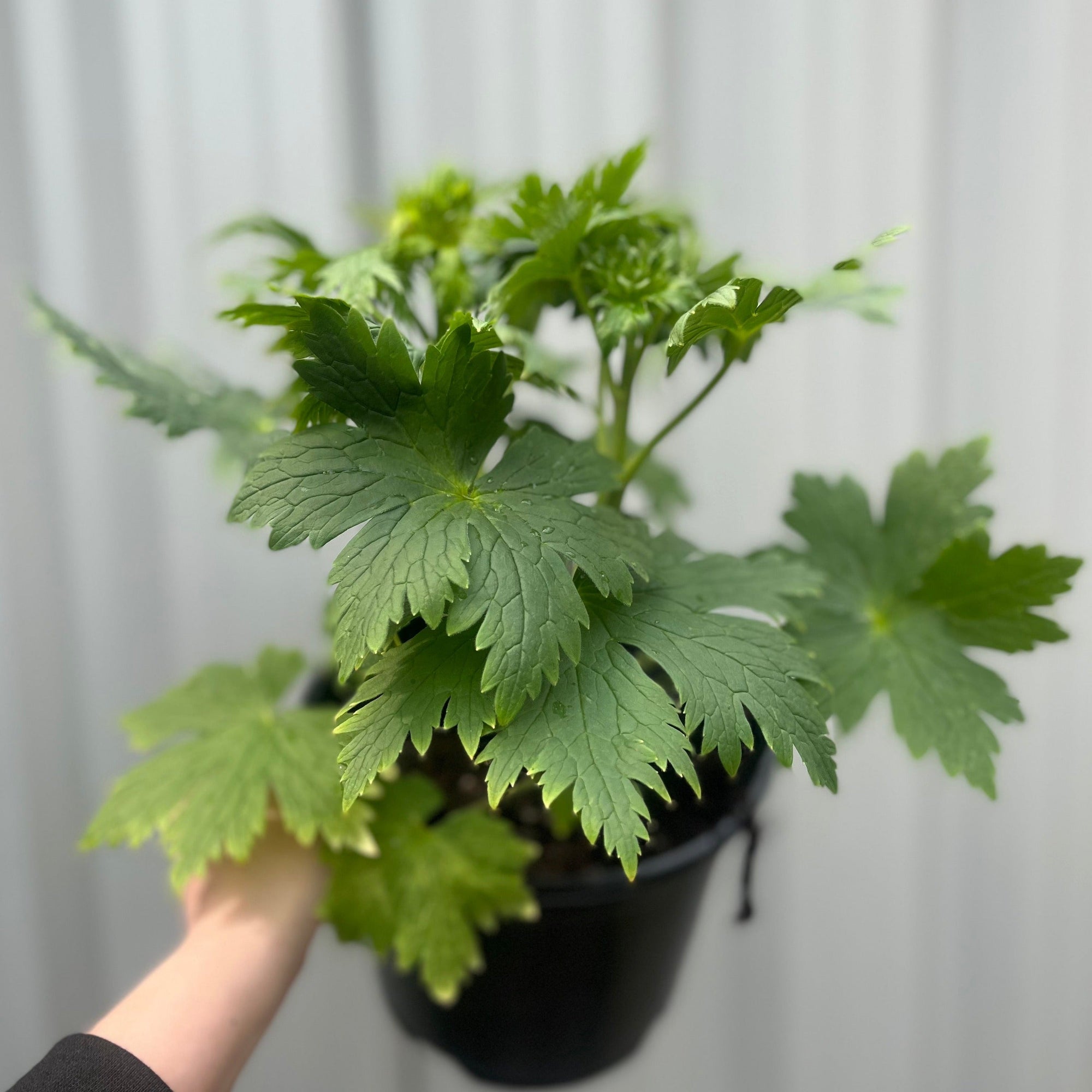 Delphinium 'Magic Fountain White' 9cm/1.5L/3L  | S251837