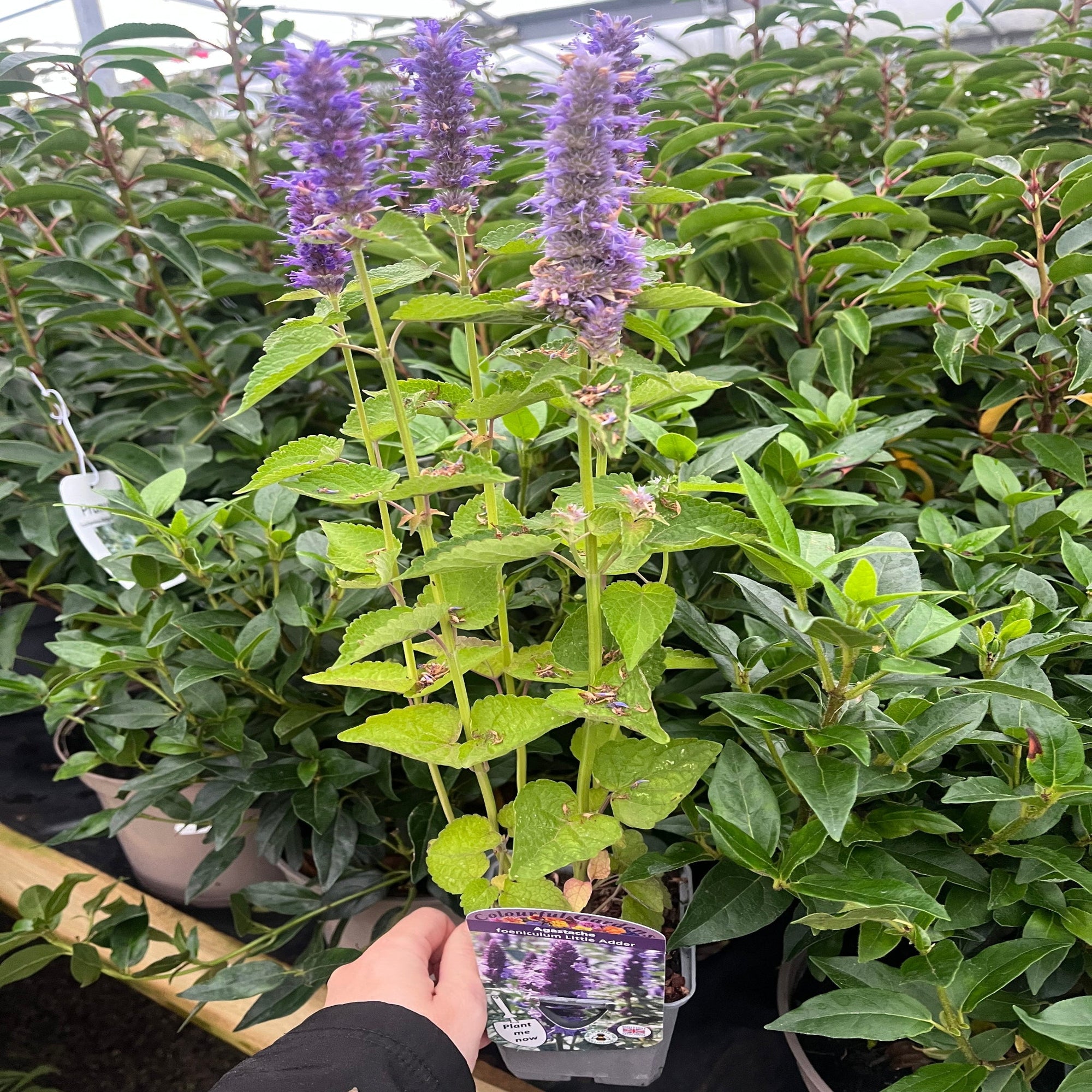 AGASTACHE foeniculum 'Little Adder' 9cm | S251826