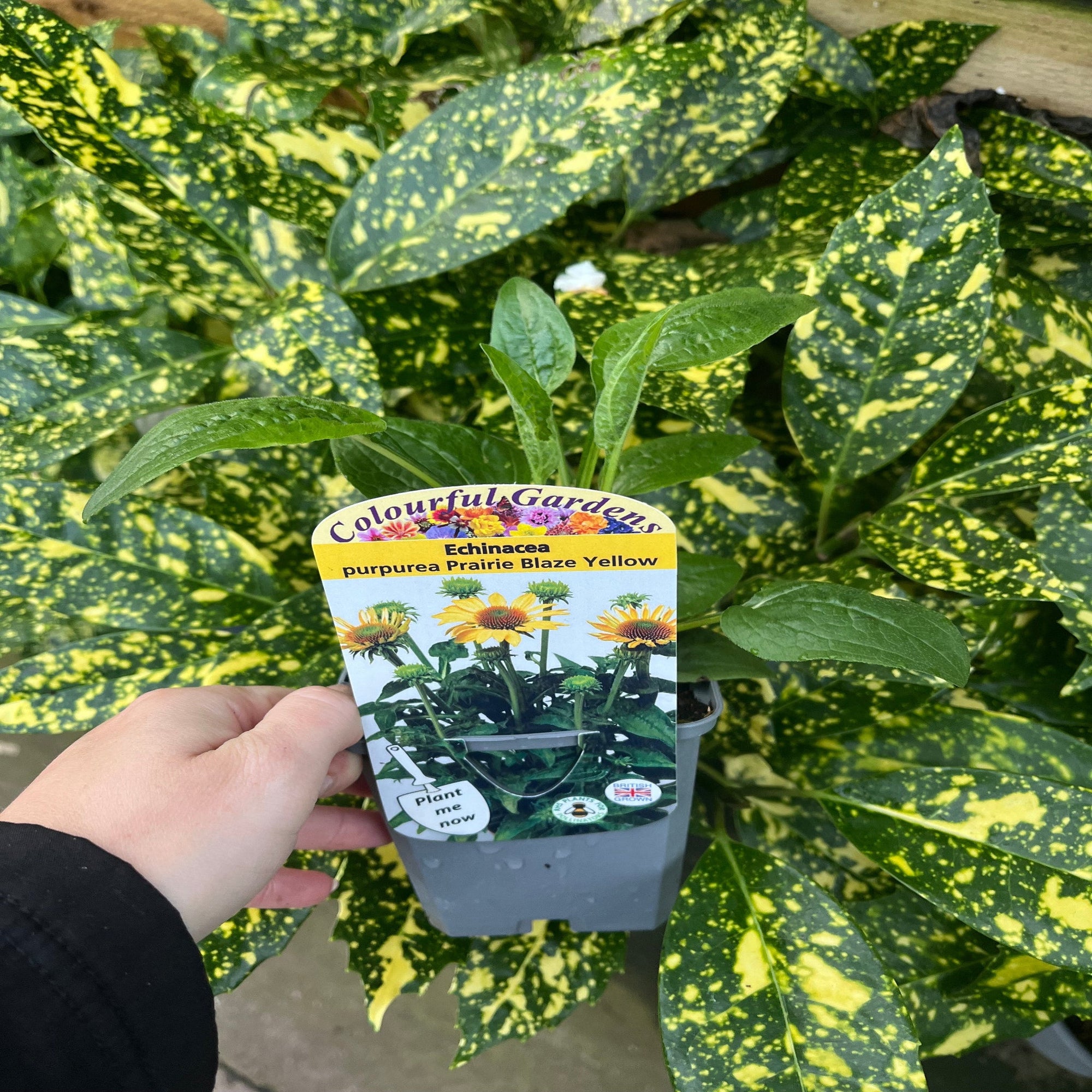 Echinacea purpurea Prairie Blaze Yellow 9cm Pot | S251799