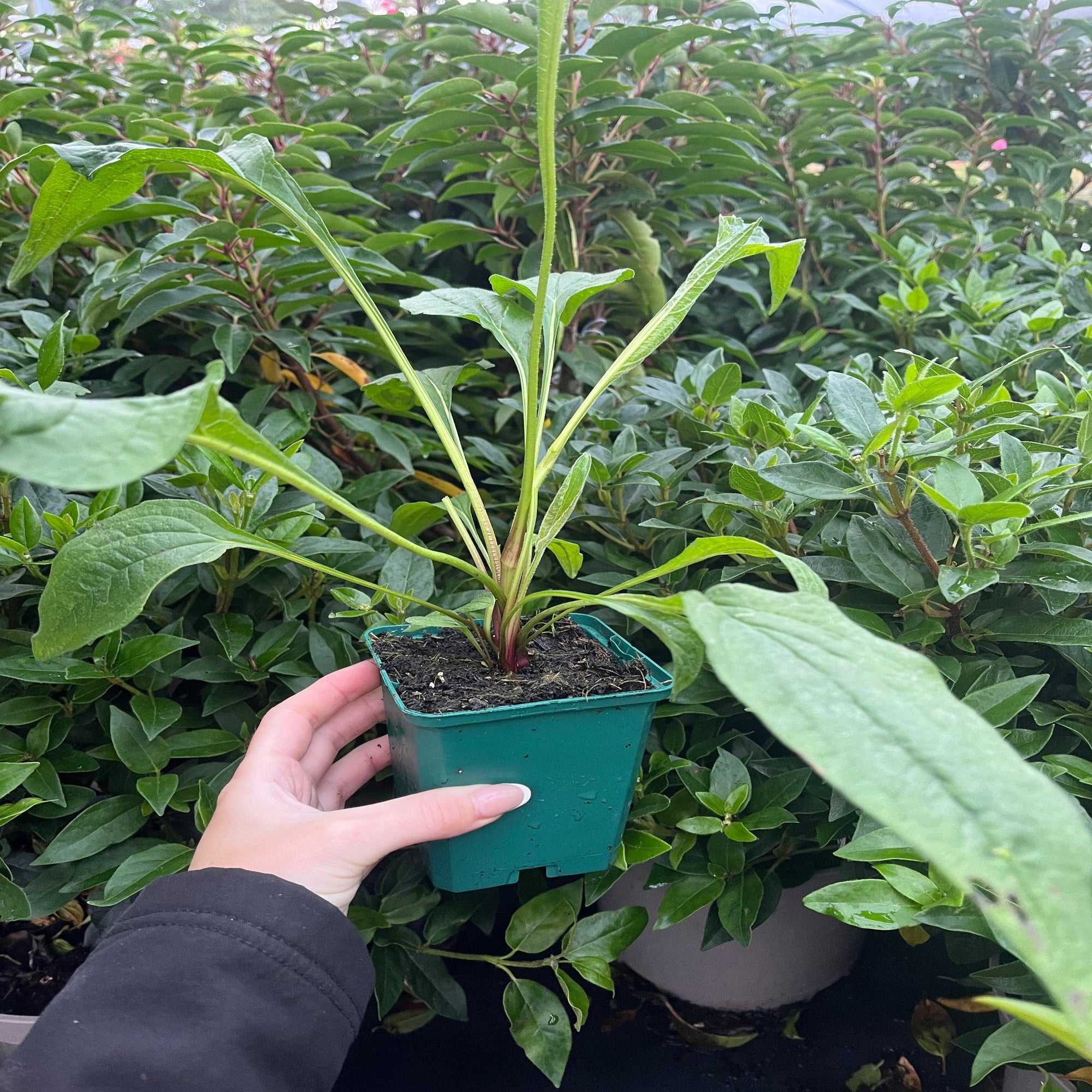 Echinacea purpurea Prairie Blaze Orange Sunset 9  | S25367 | cm Pot